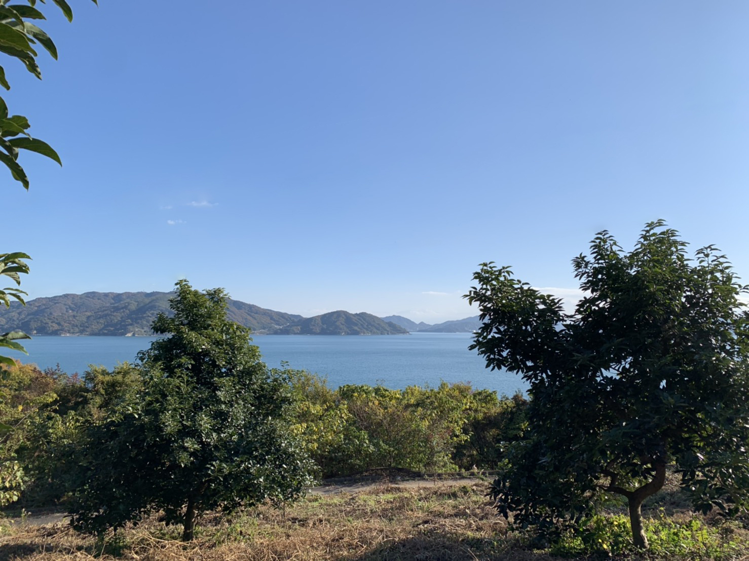 アボカド園地の紹介