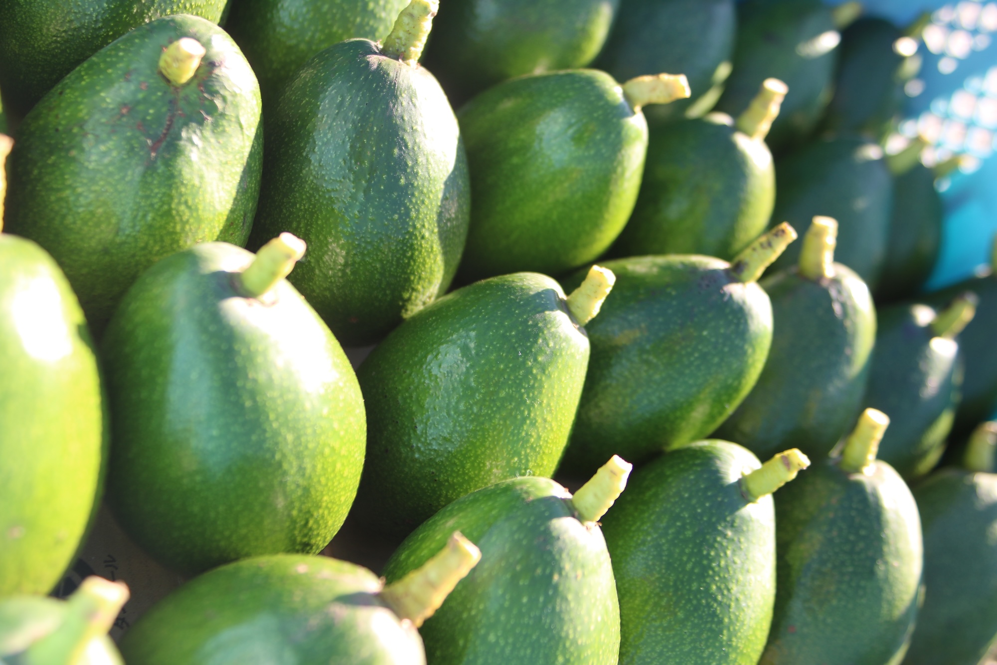 2025年のアボカドの販売のご予約について