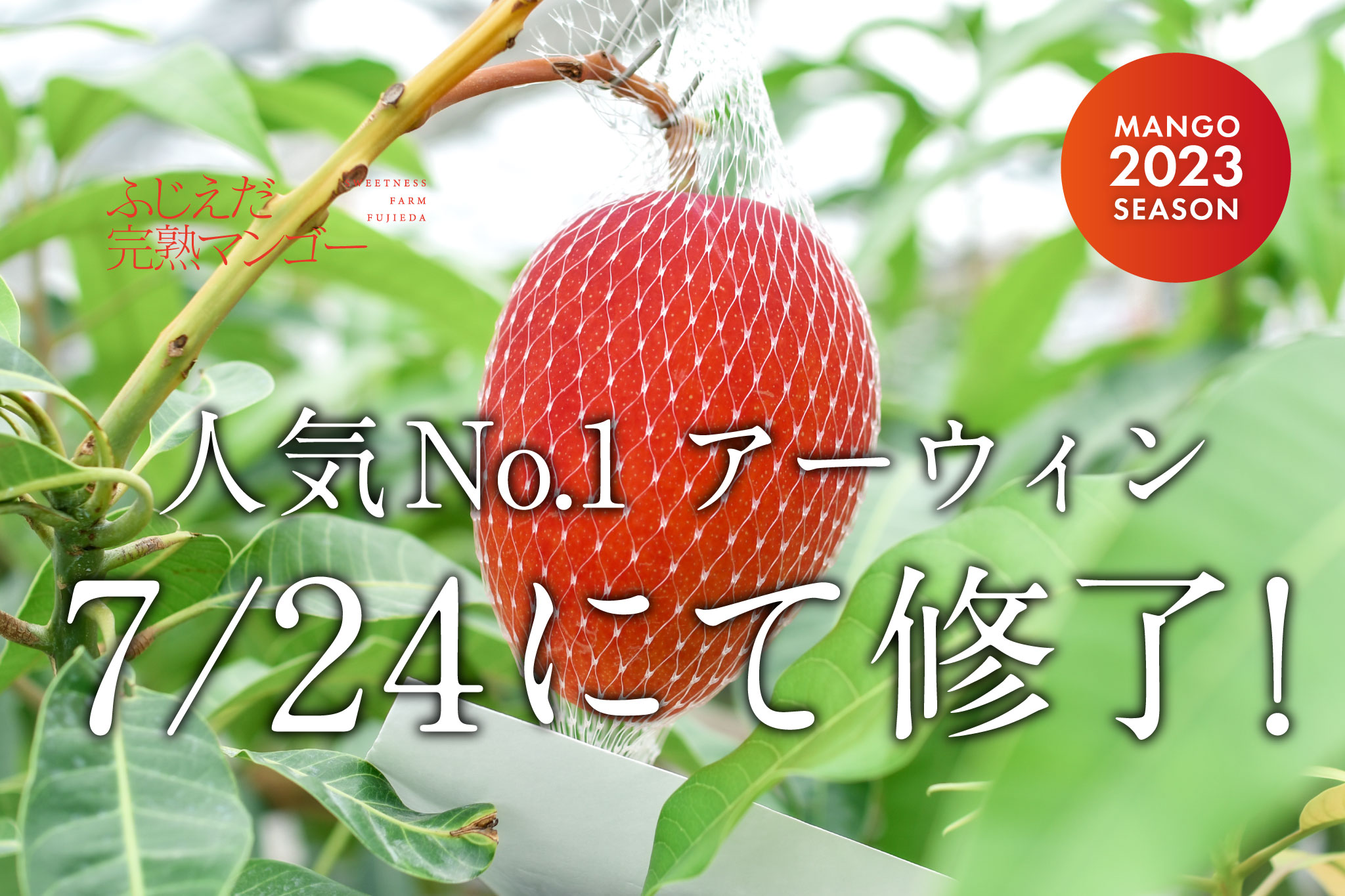 人気No.1アーウィン【7/24】にて販売終了となります！