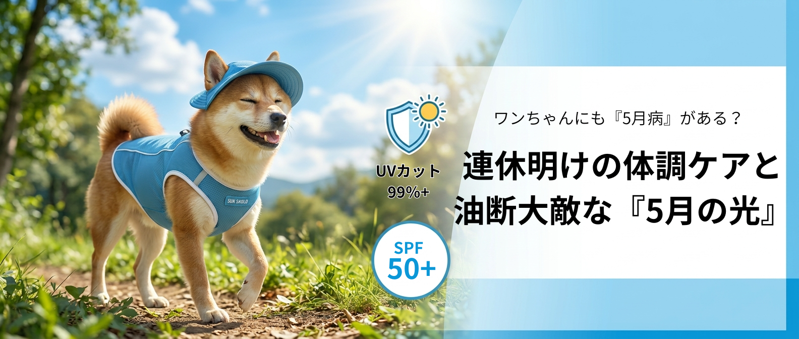 ワンちゃんにも『5月病』がある?連休明けの体調ケアと、油断大敵な『5月の光』
