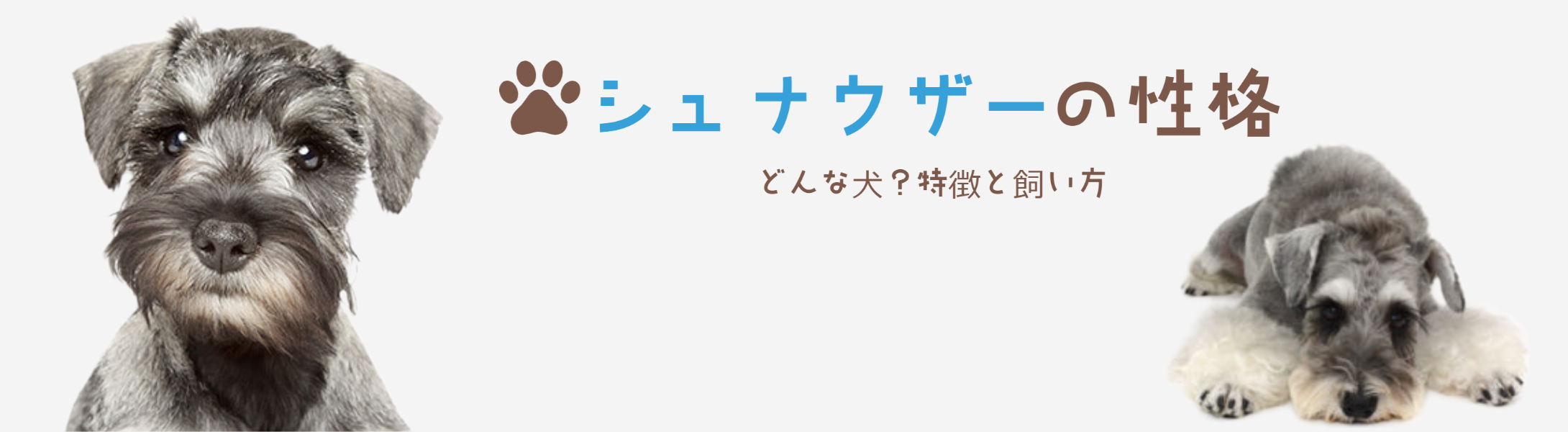シュナウザーってどんな犬？-blog06-