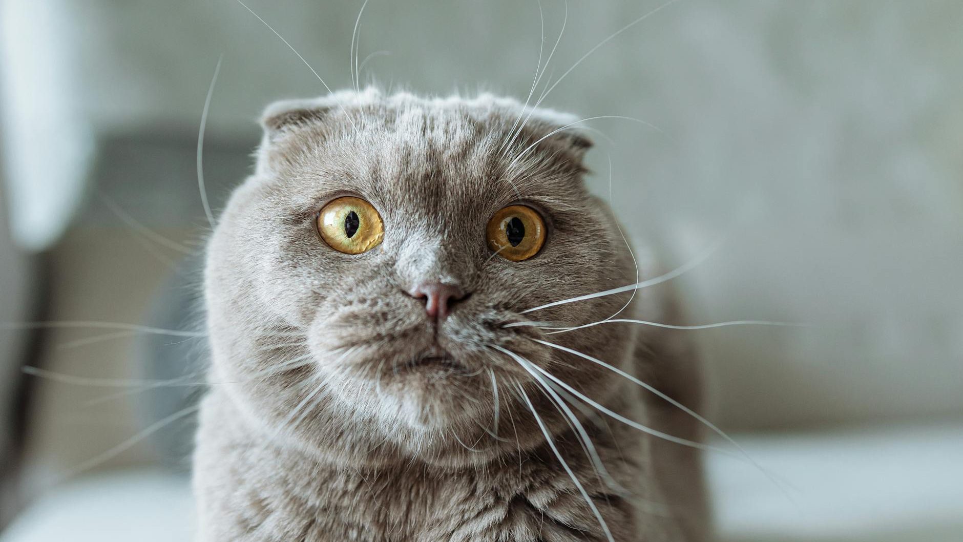 秋を楽しむ猫ライフと知っておきたい雑学