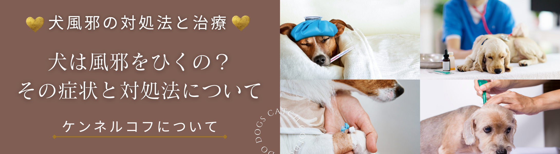 犬は風邪をひくの？その症状と対処法について