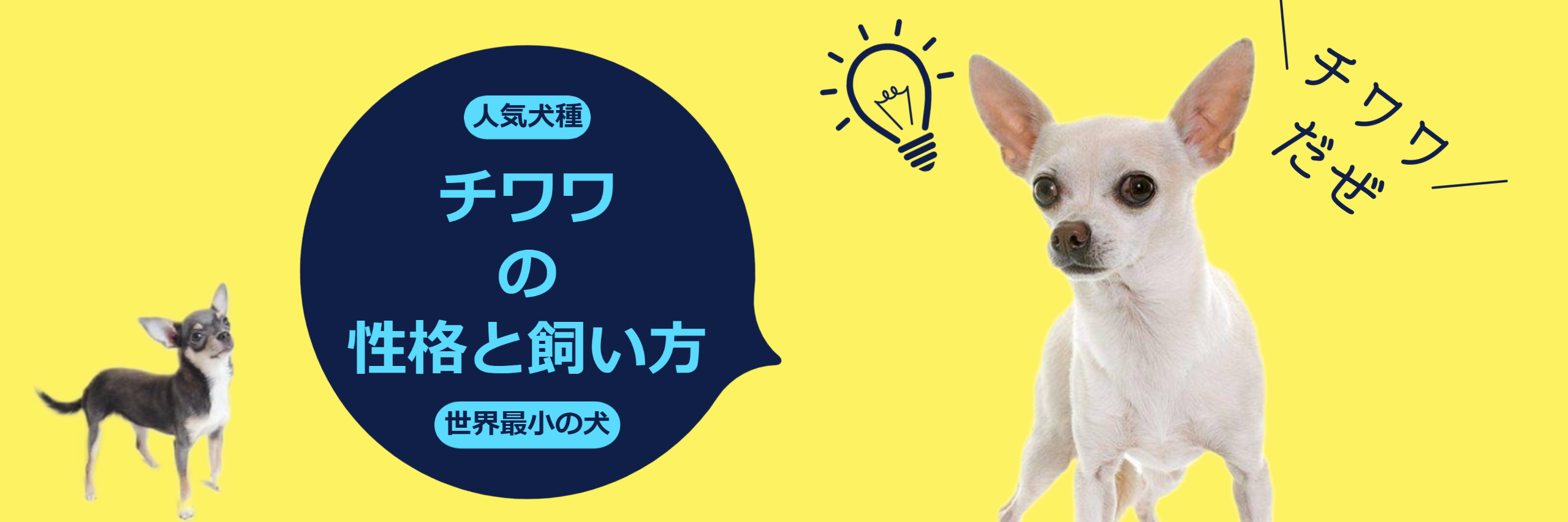 超小型犬チワワの性格と飼い方-blog08-