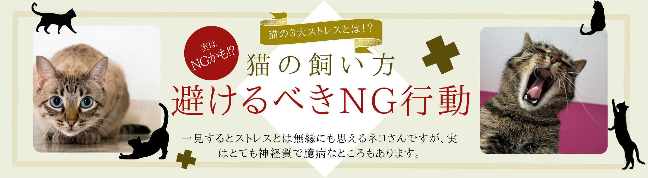 間違った猫の飼い方、避けるべきNG行動