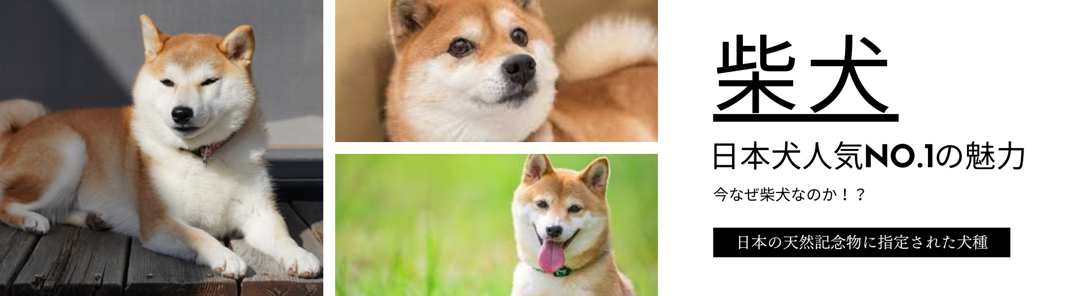 柴犬の魅力