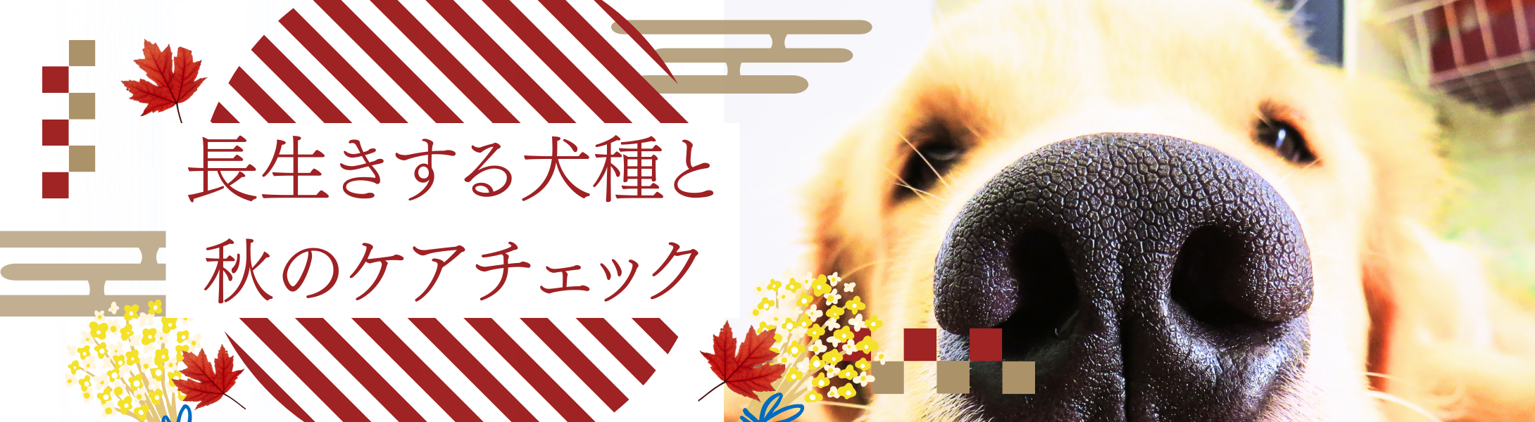 長生きする犬種と秋のケアチェック
