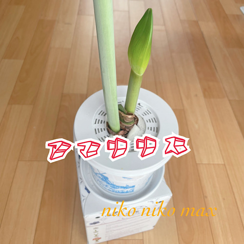 niko niko max(ニコニコマックス) 　花編