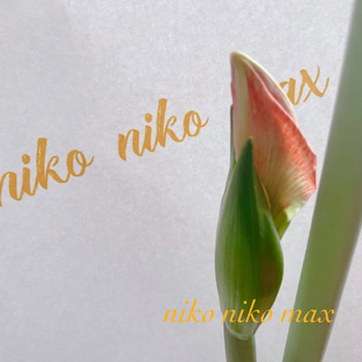 〜月曜日〜　niko niko max