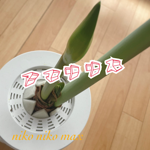 〜アマリリス〜　niko niko max