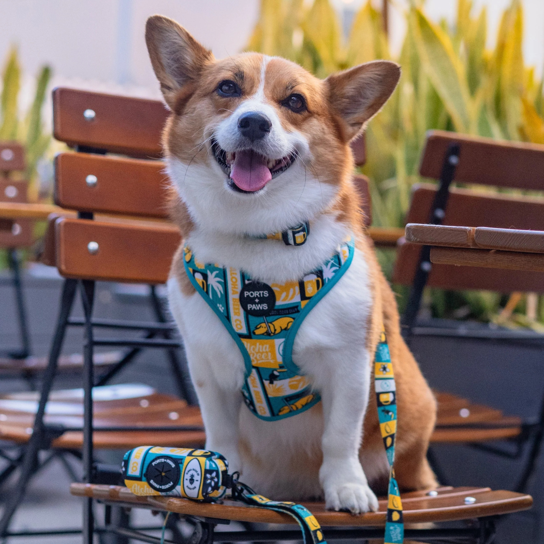 PORTS + PAWS リーシュ入荷しました！