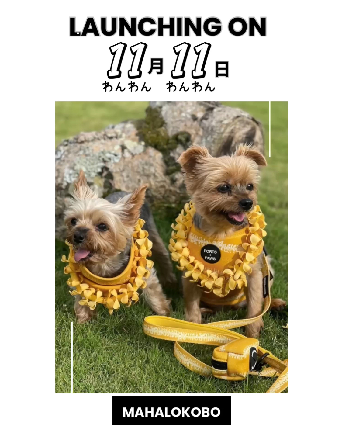 🐾日本初上陸🐾 ハワイ発ドッグブランド Ports + Paws のお取り扱いスタート!