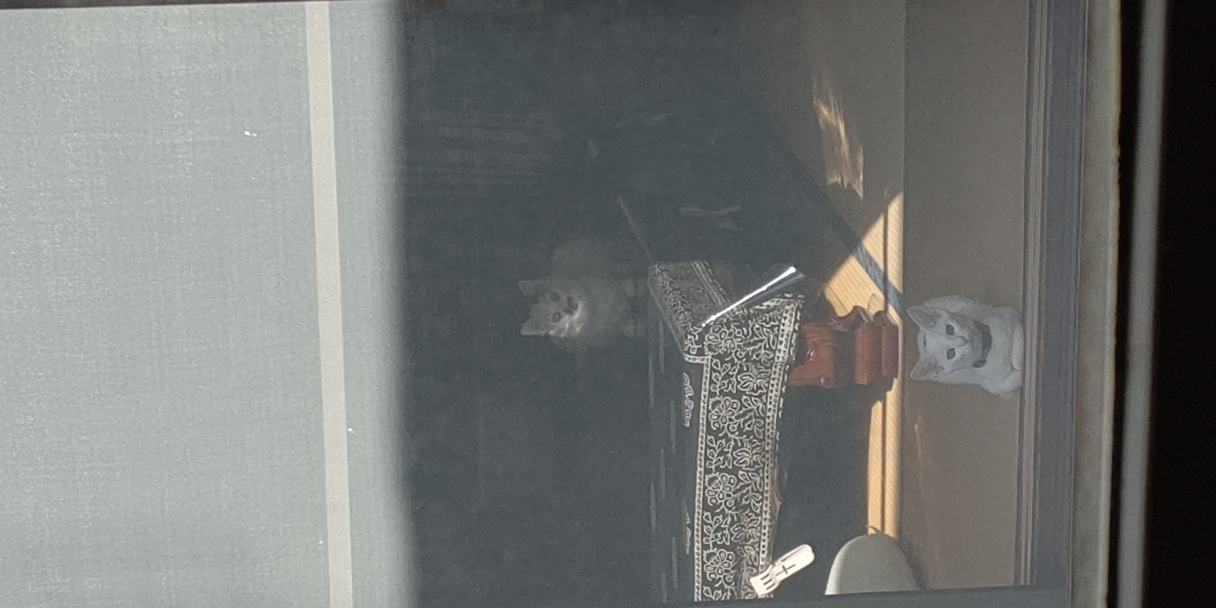 猫たち