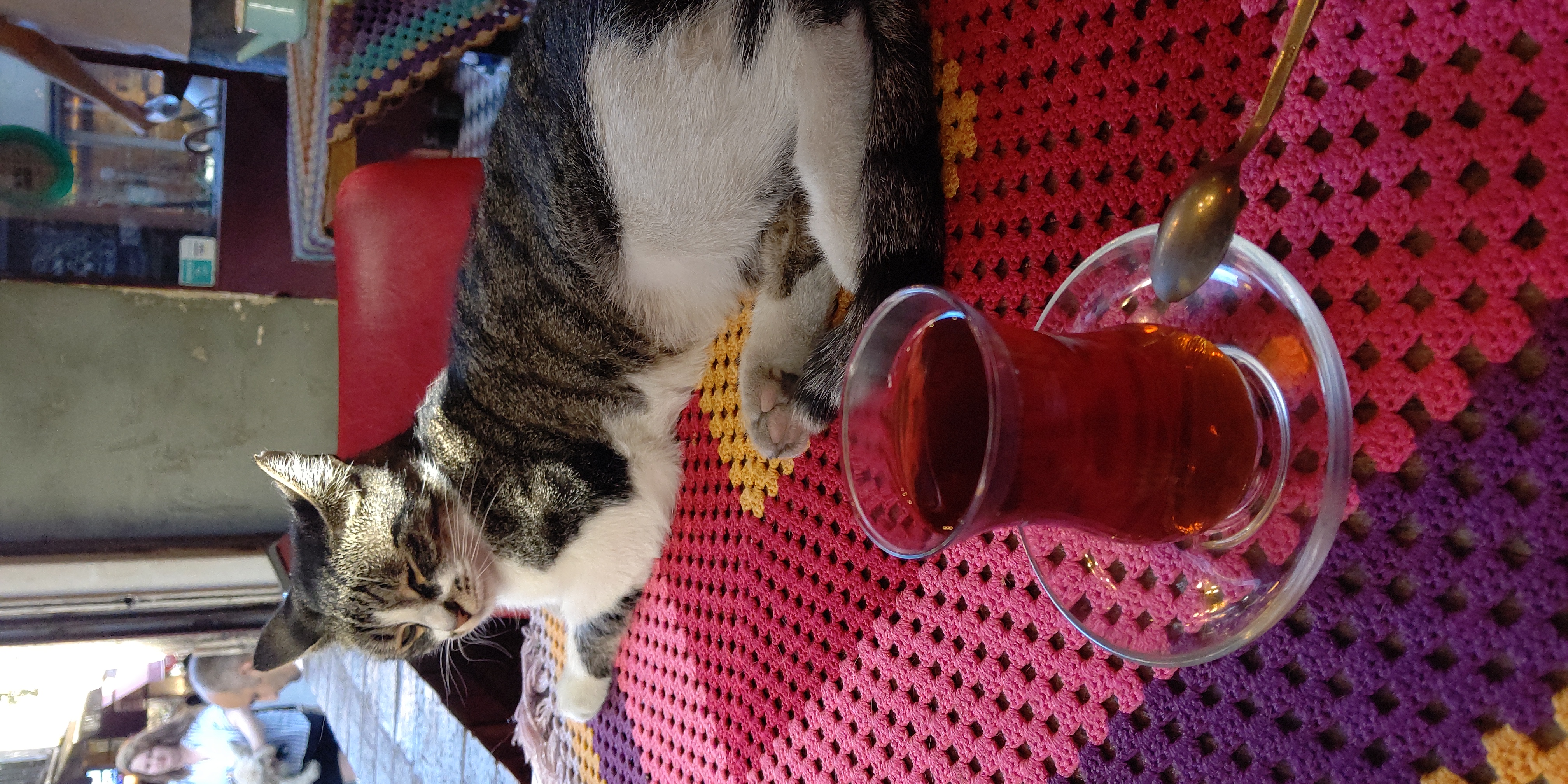 トルコ紅茶と猫