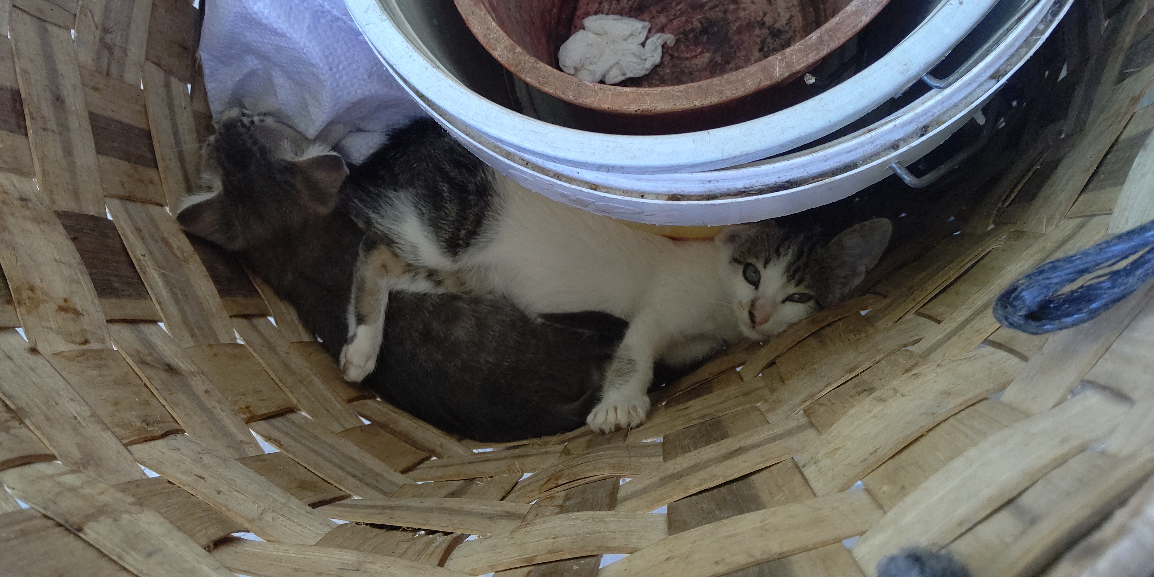 子猫たち