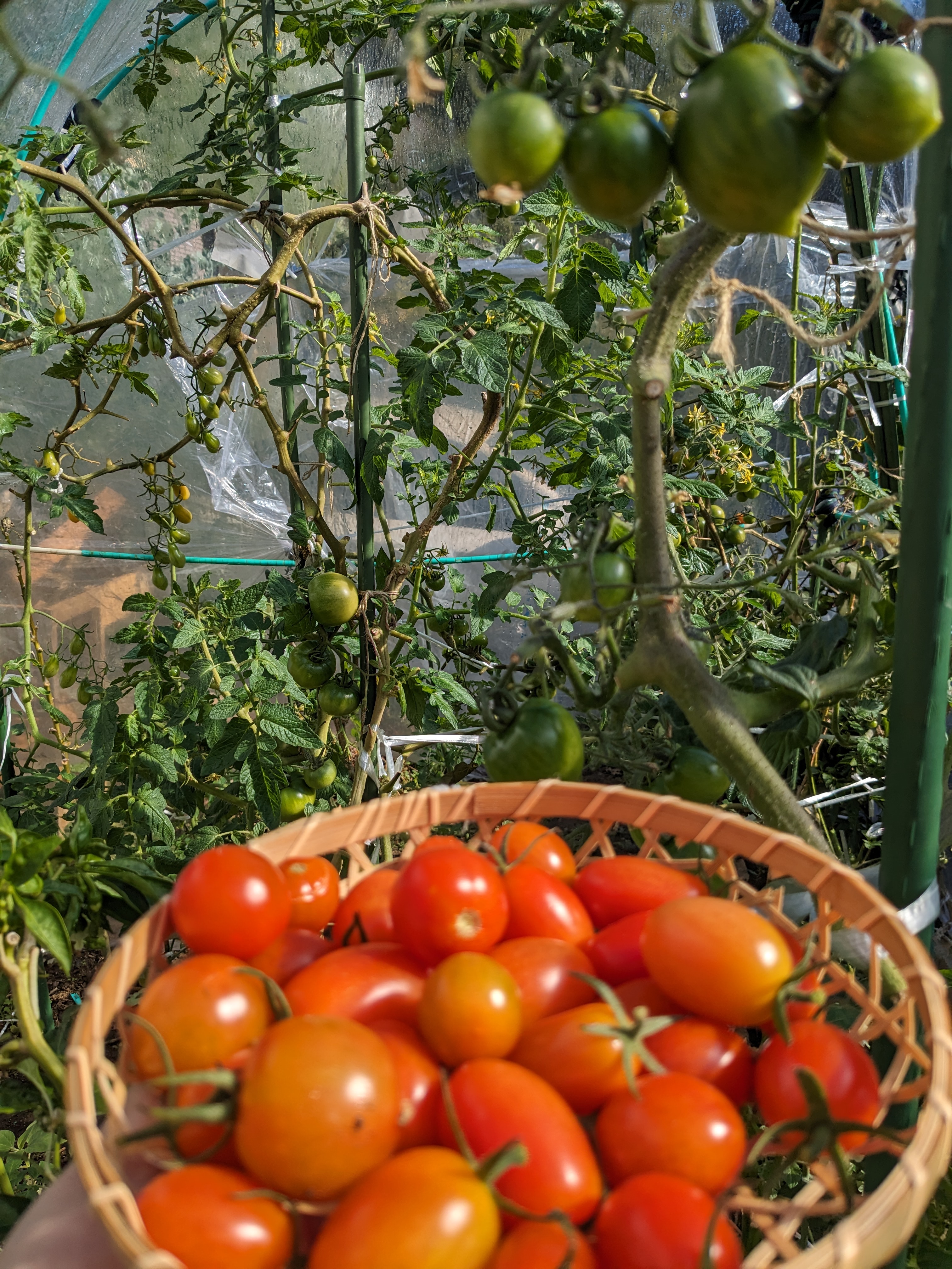 トマト🍅
