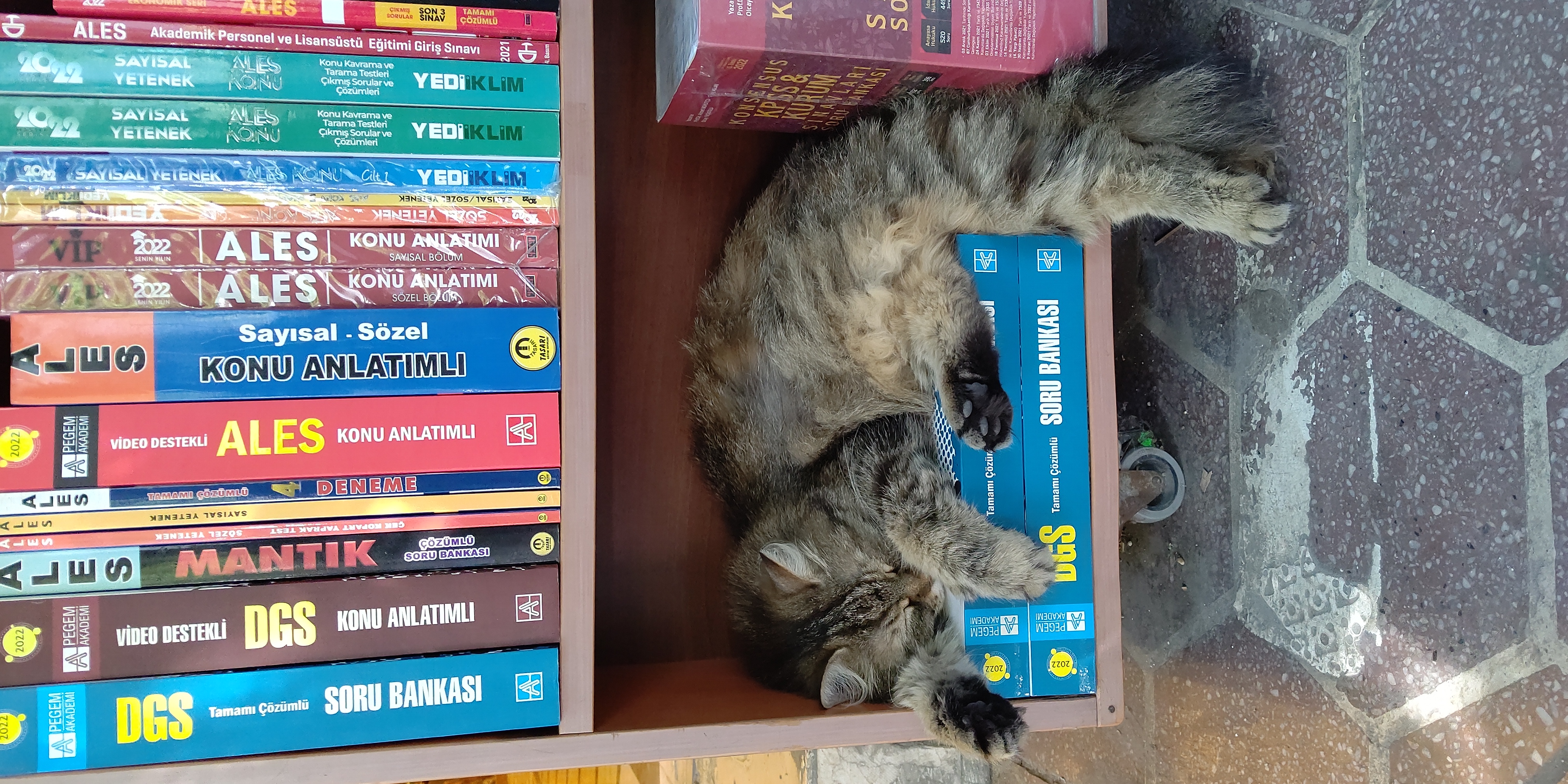 本屋の猫