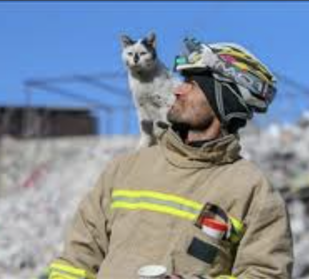 地震の動物たち