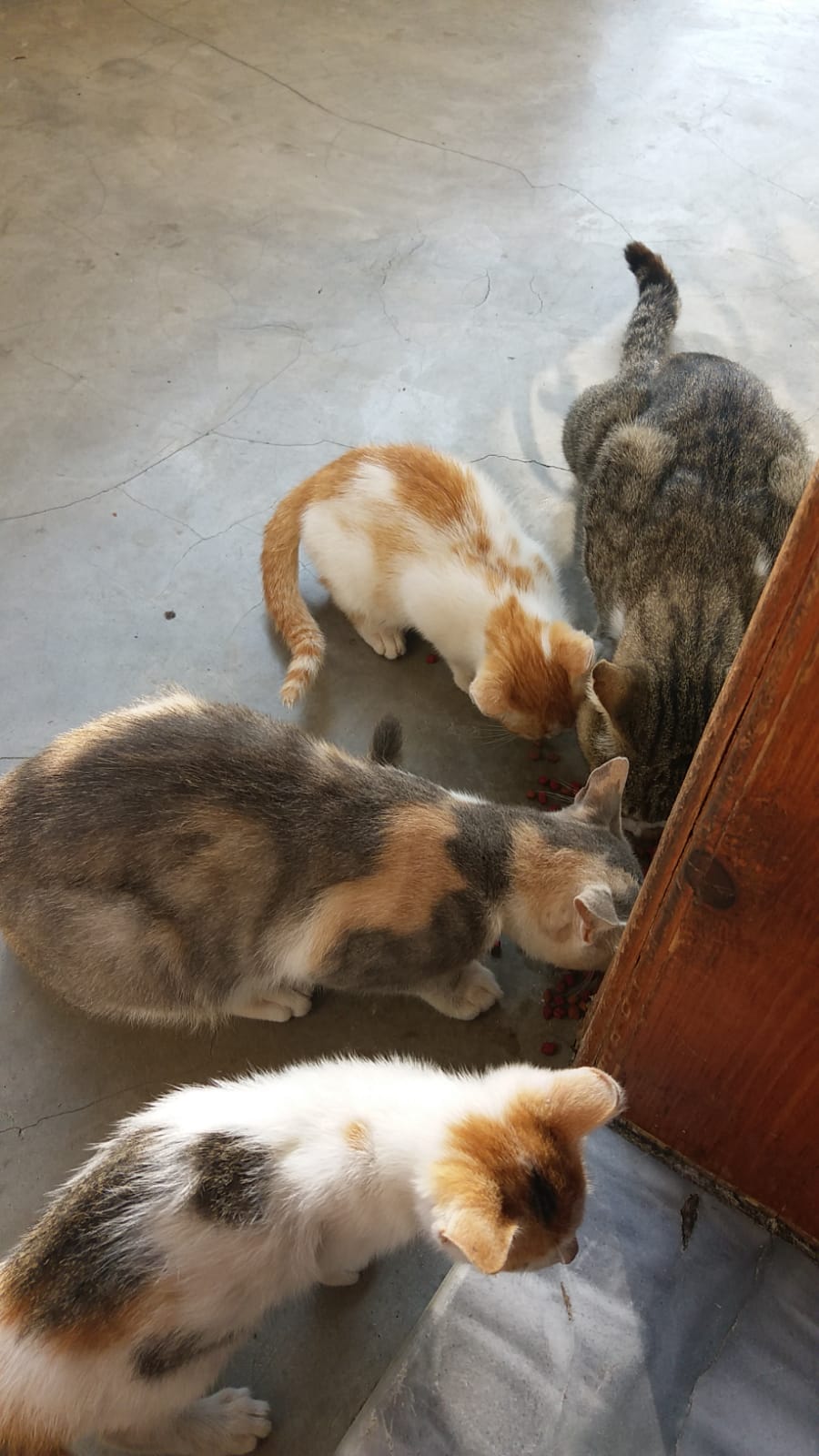 猫家族