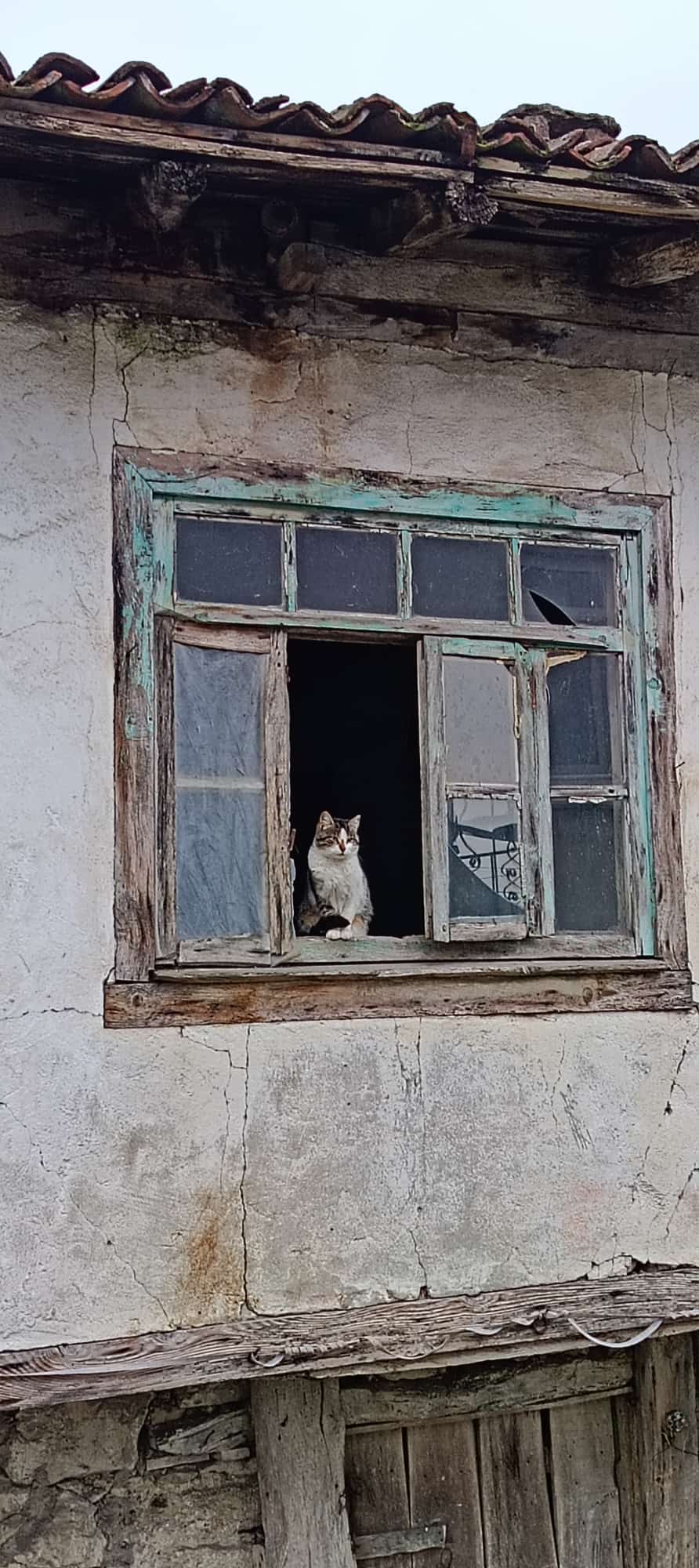 エジェスルタン🐱