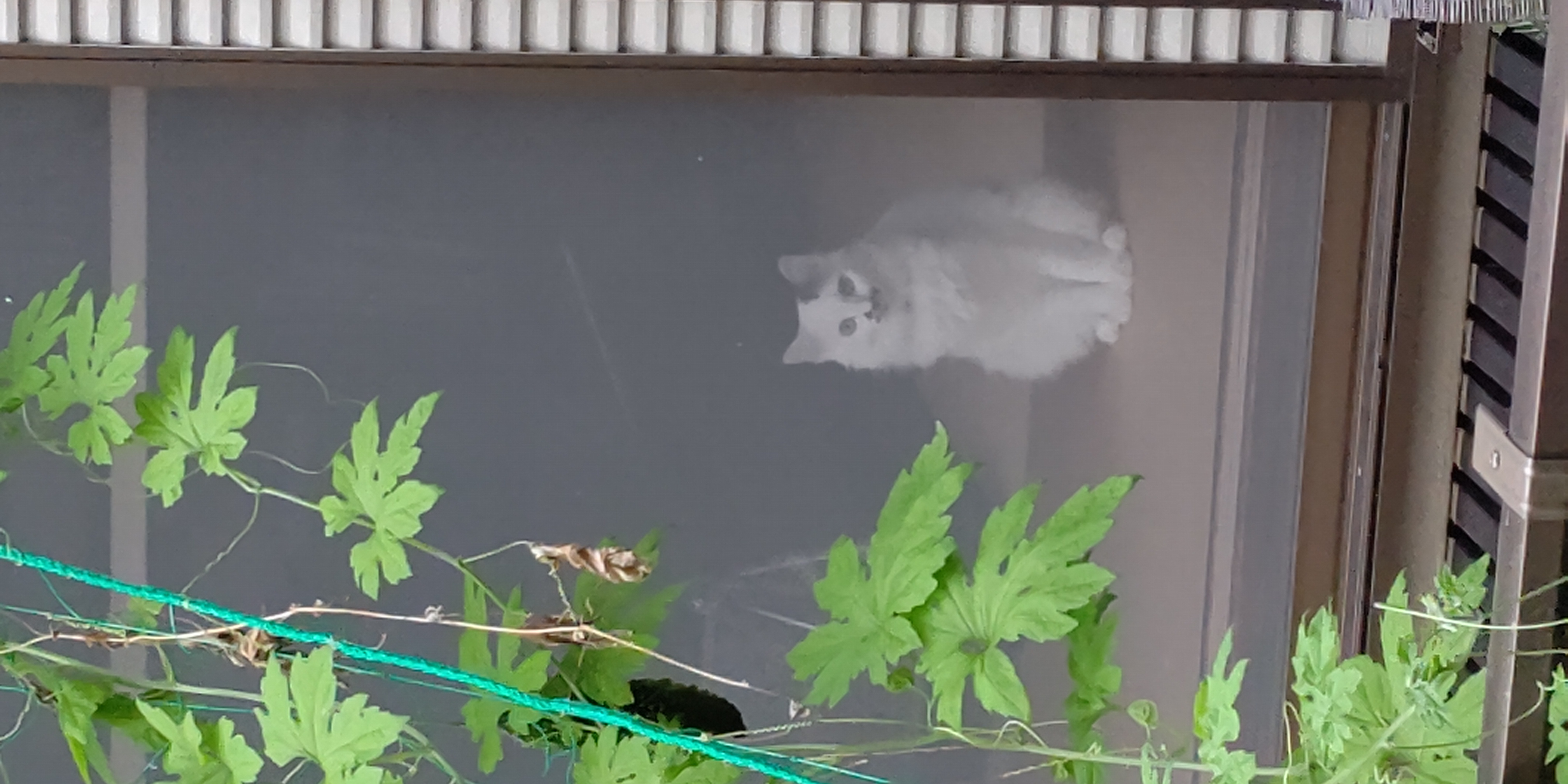 お嬢様