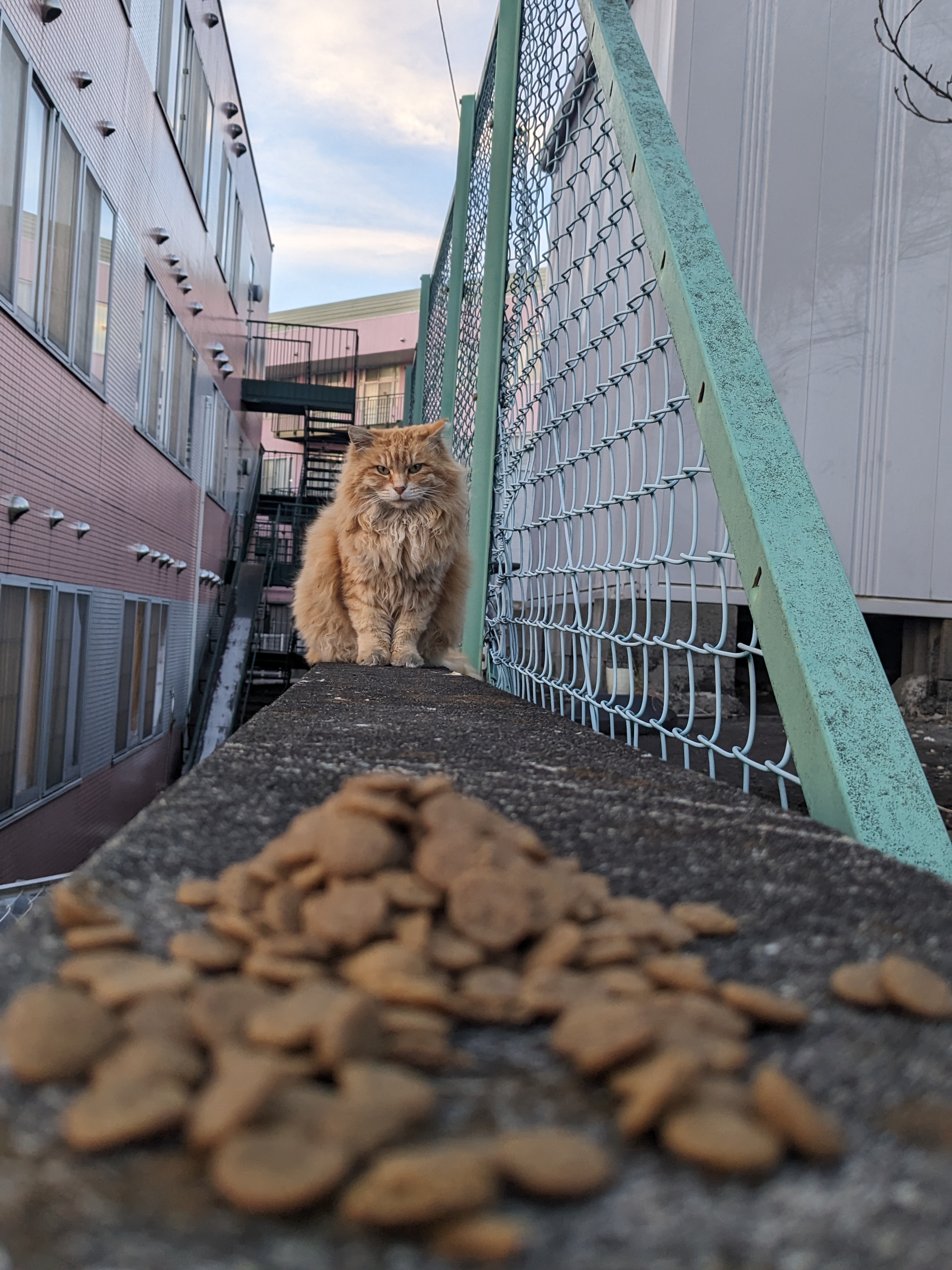 猫ドクター