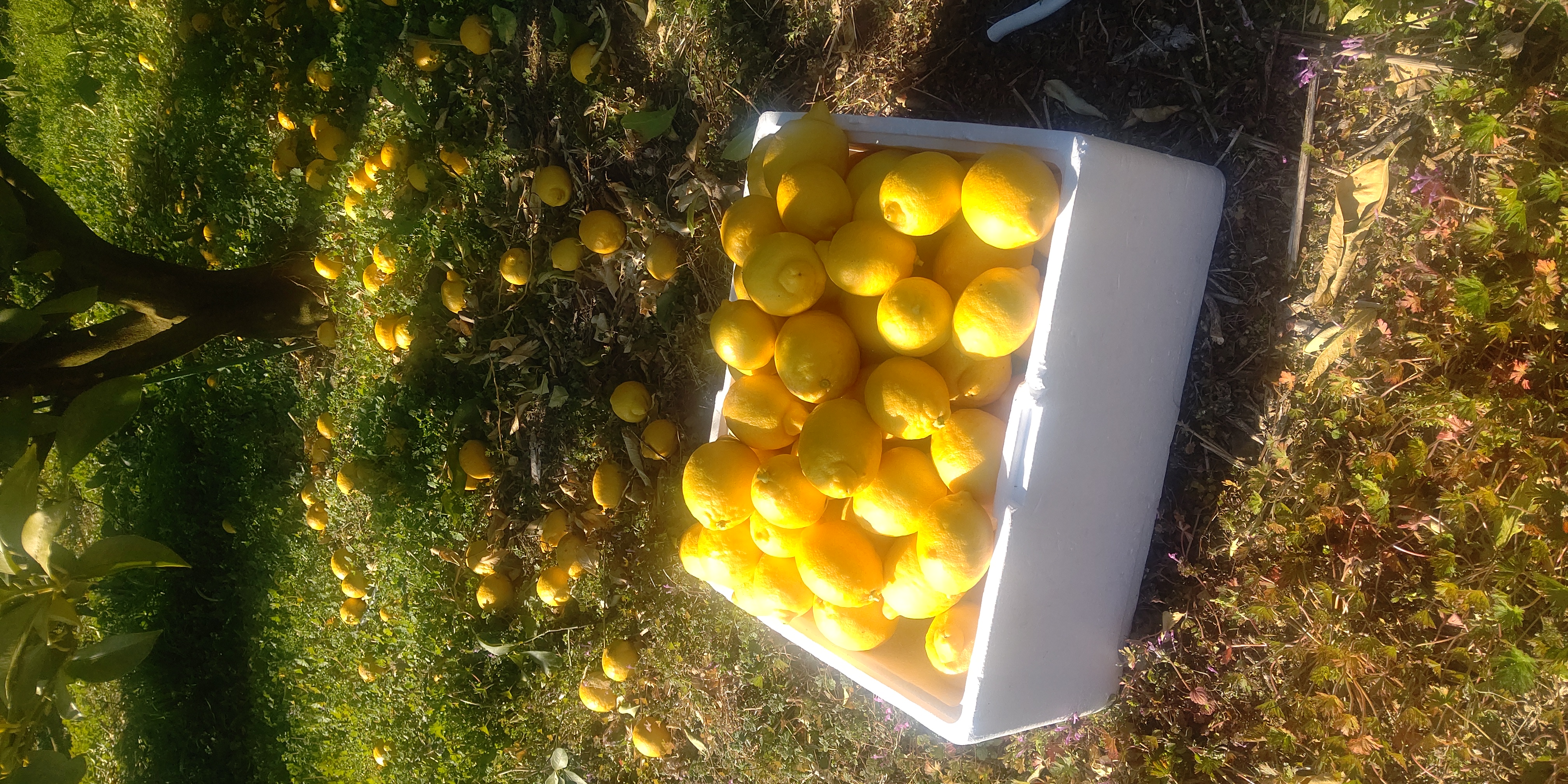レモン🍋