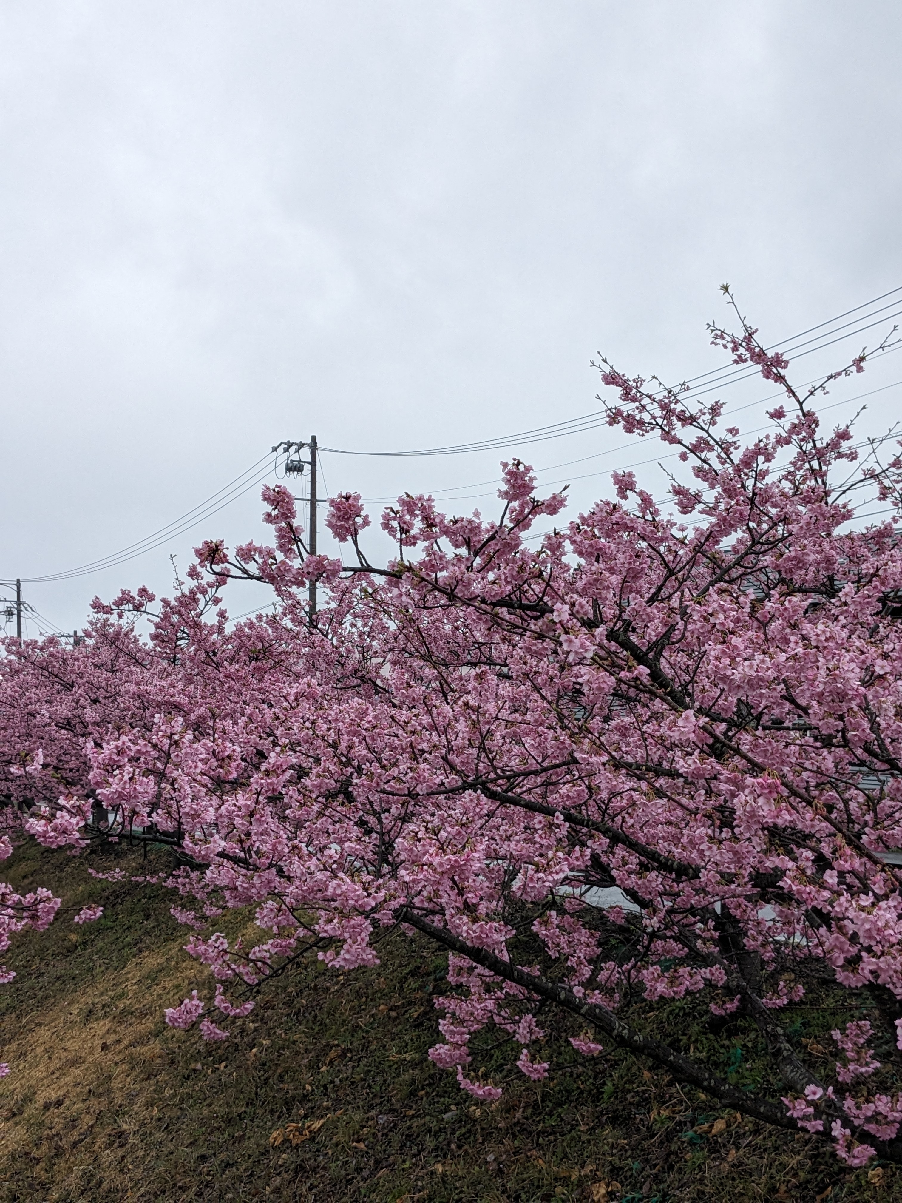 河津桜