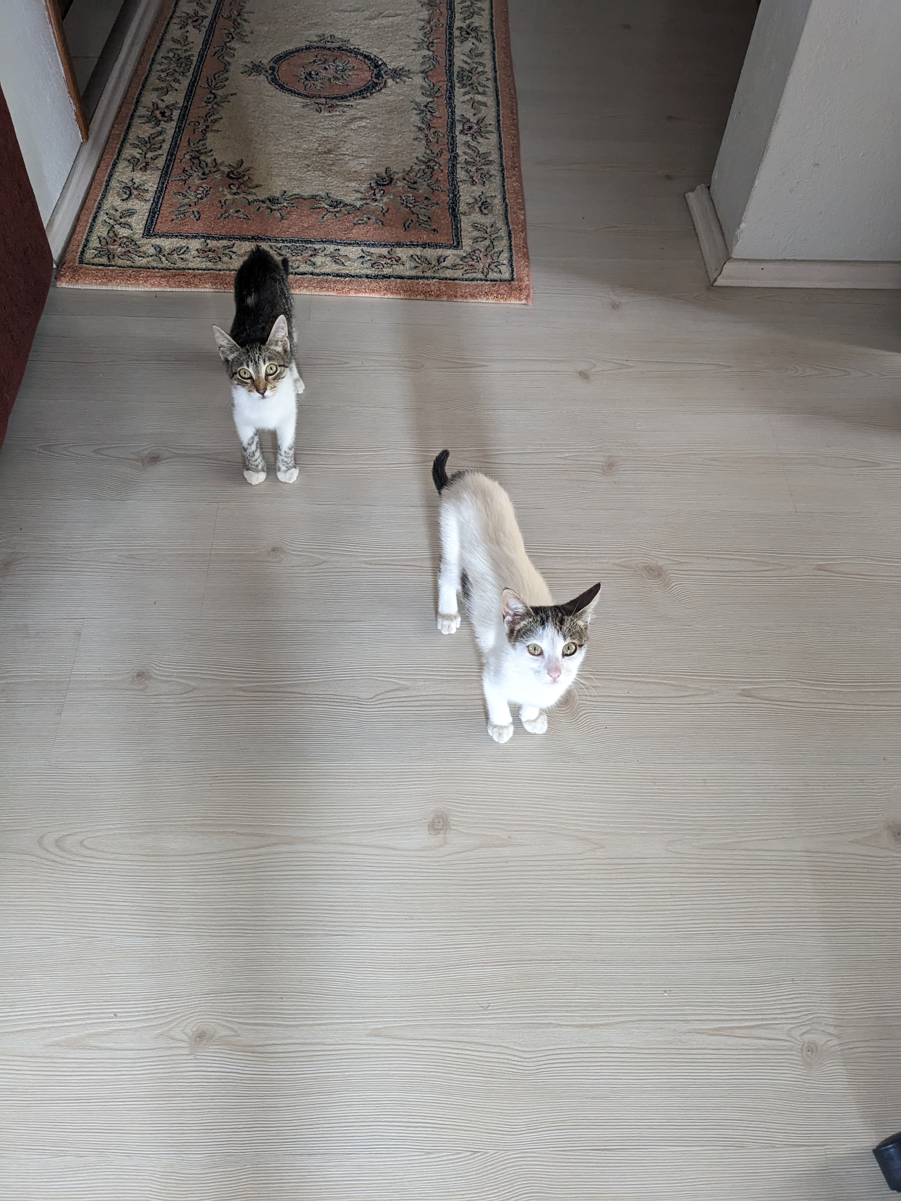 子猫たち