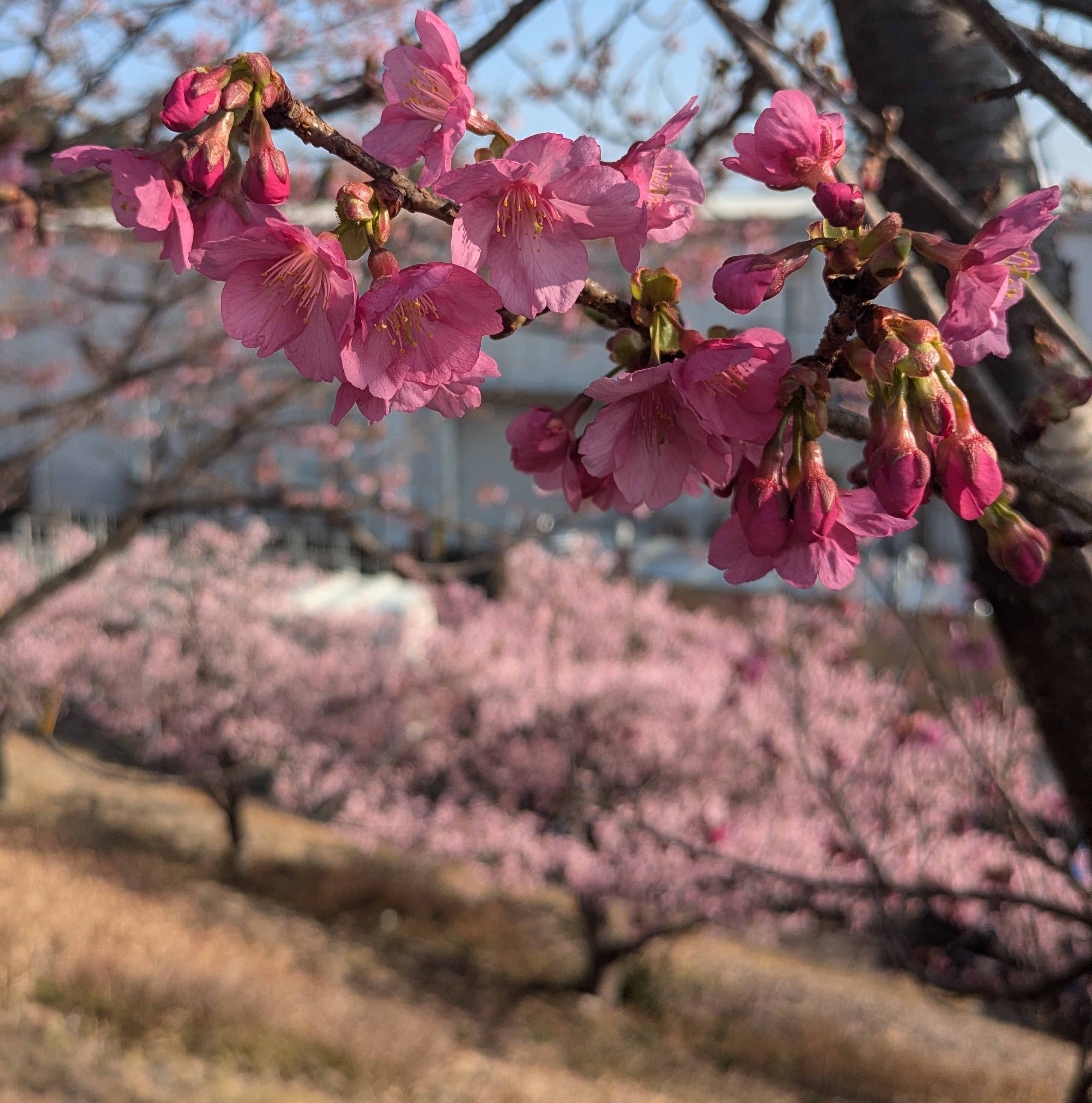 ピンク🩷桜