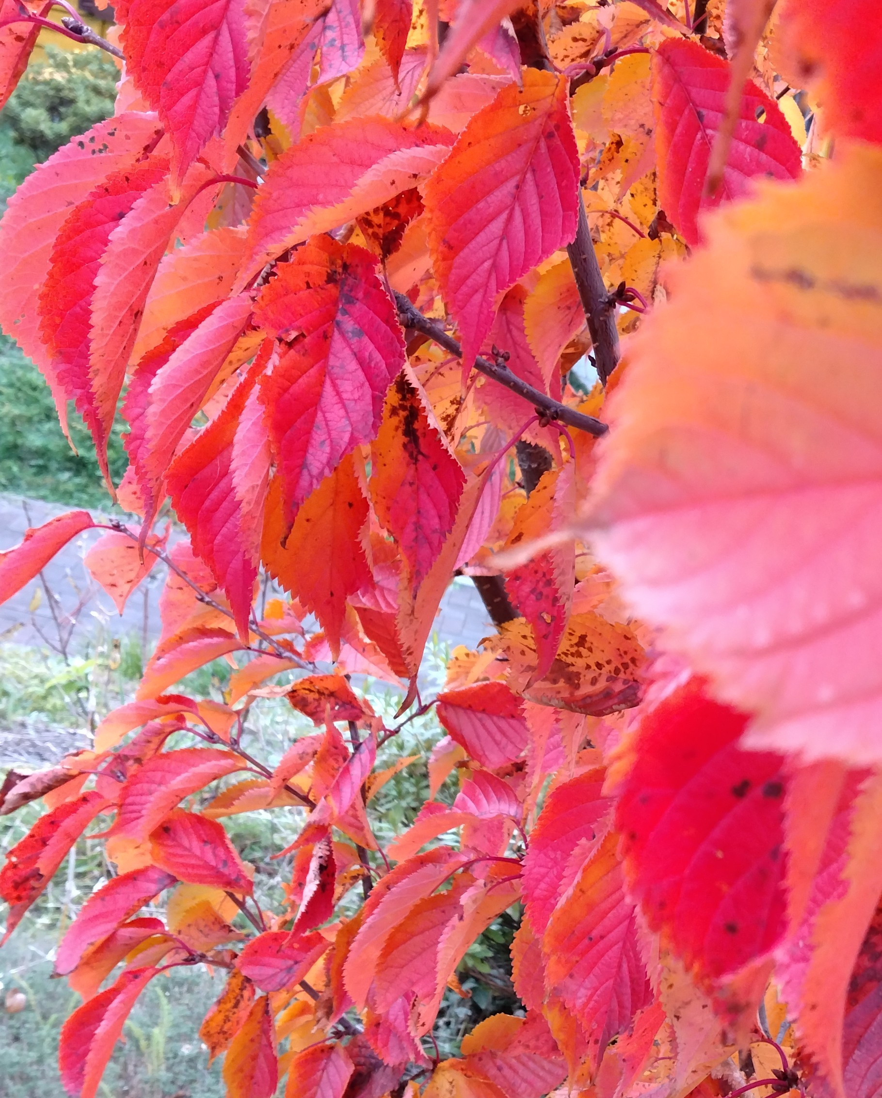 送料が変わりました！ポスト投函価格を値下げしました(*´з`)