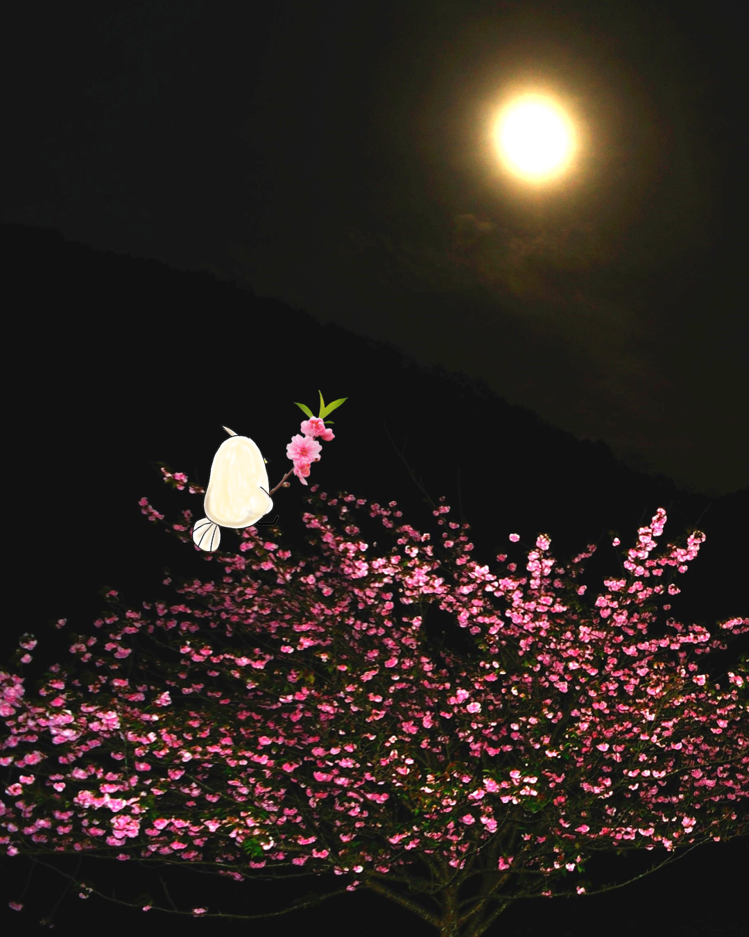 3月3日 桃の節句と乙女座満月🌕店鳥と送る、春を呼ぶための『お清め』習慣」♪