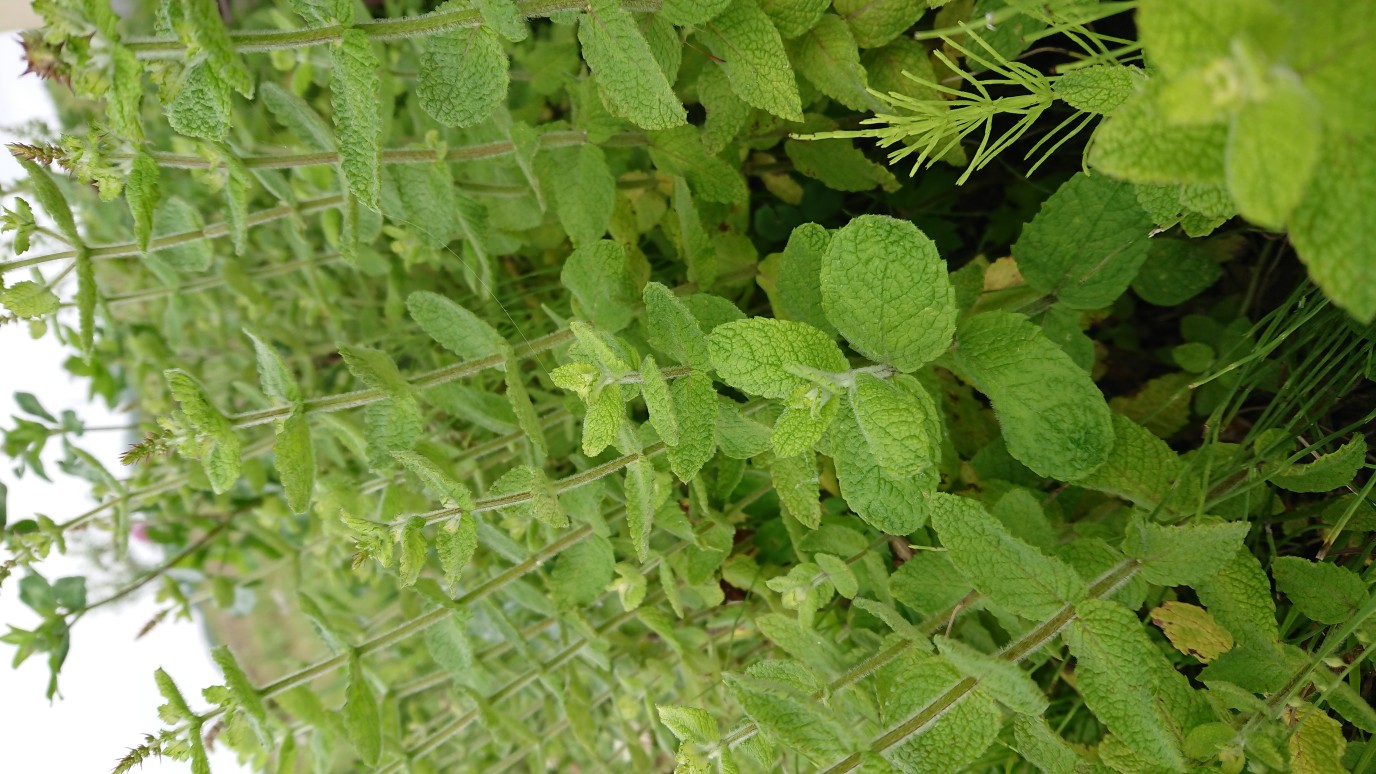 ミントで簡単に！「虫よけスプレー」の作り方🐝