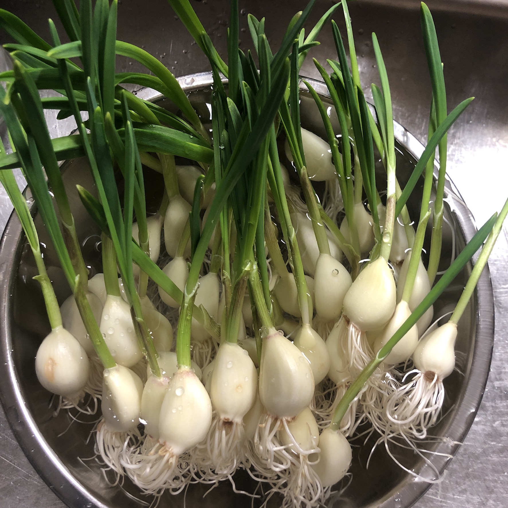 そろそろにんにくが目覚めます