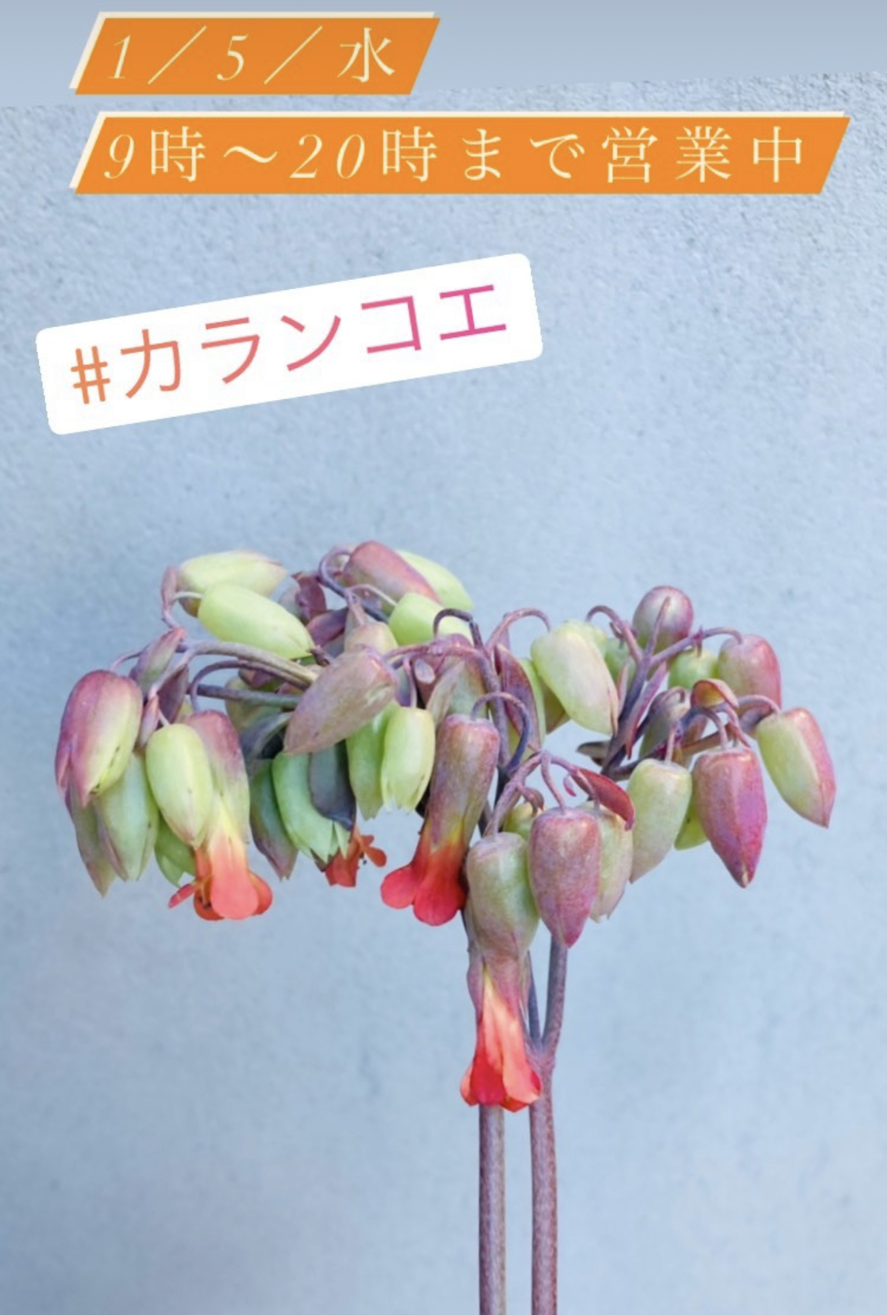 あけましておめでとうございます今日のお花 ユリ ノーブルアイカ E Nos Note あけましておめでとうございます今日のお花 ユリ ノーブルアイカ E Nos Note