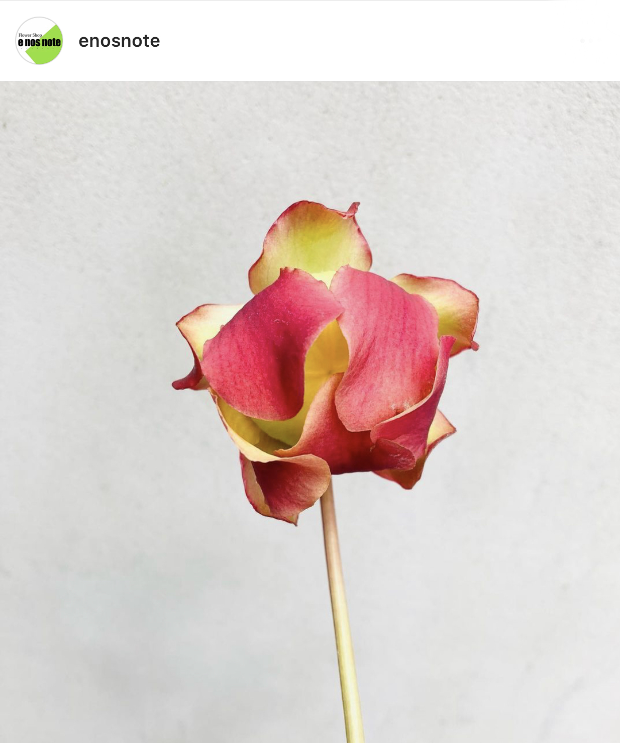 今日のお花🌼  サラセニア　