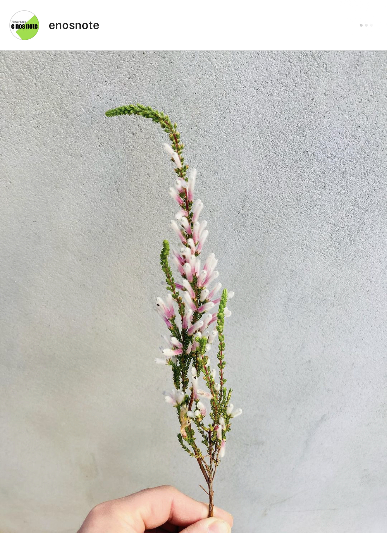 今日のお花🌼 エリカ　プリンスオブウェールズ