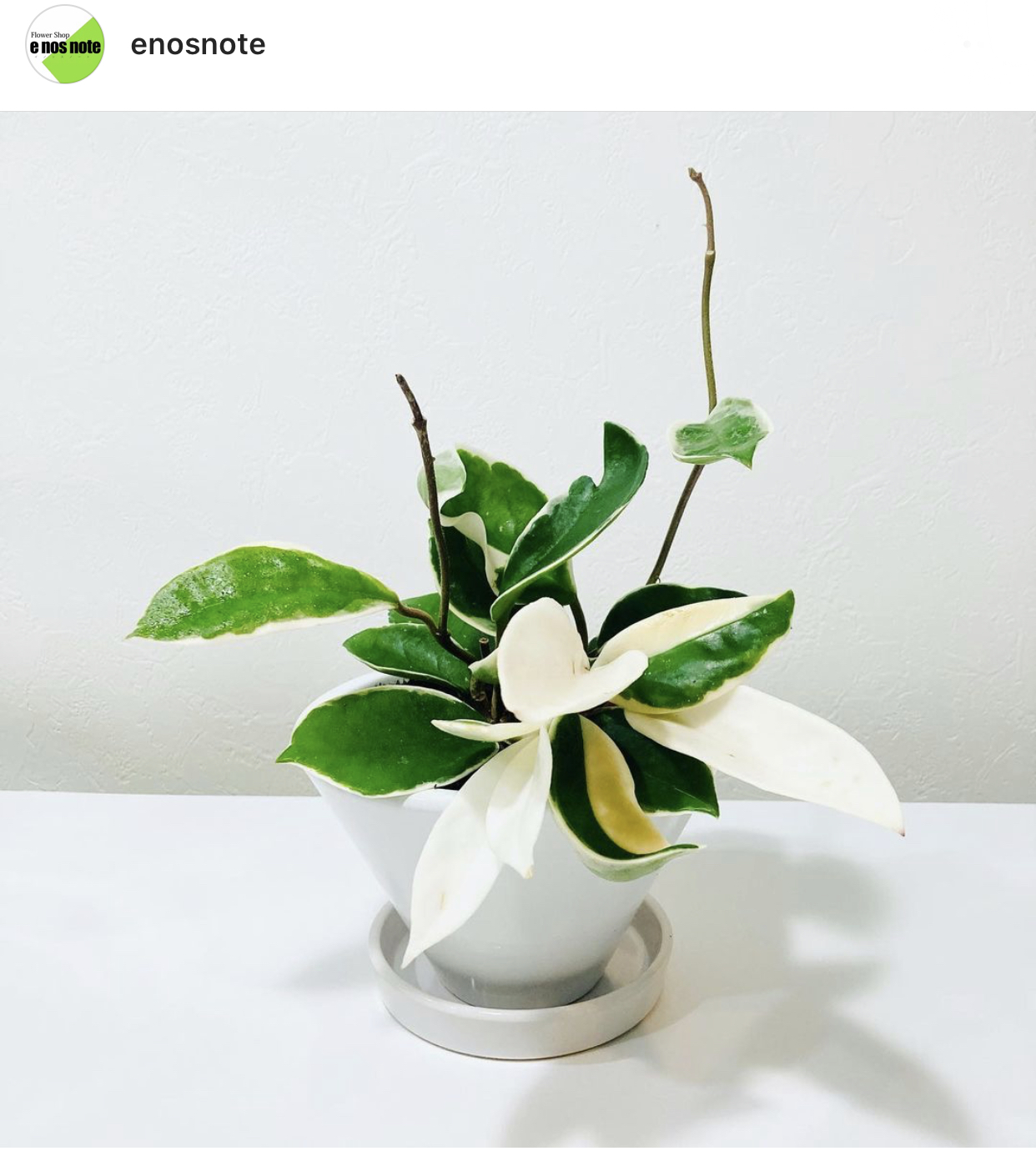 本日の植物🍃ホヤ　リップカラー
