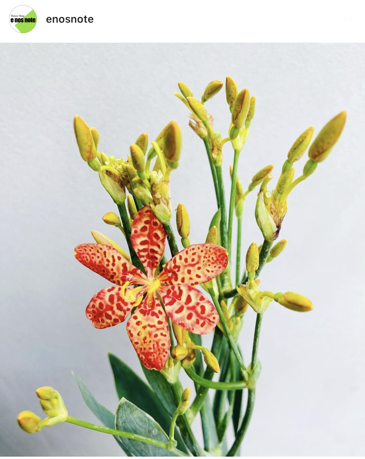 今日のお花🌼 ダルマ日扇