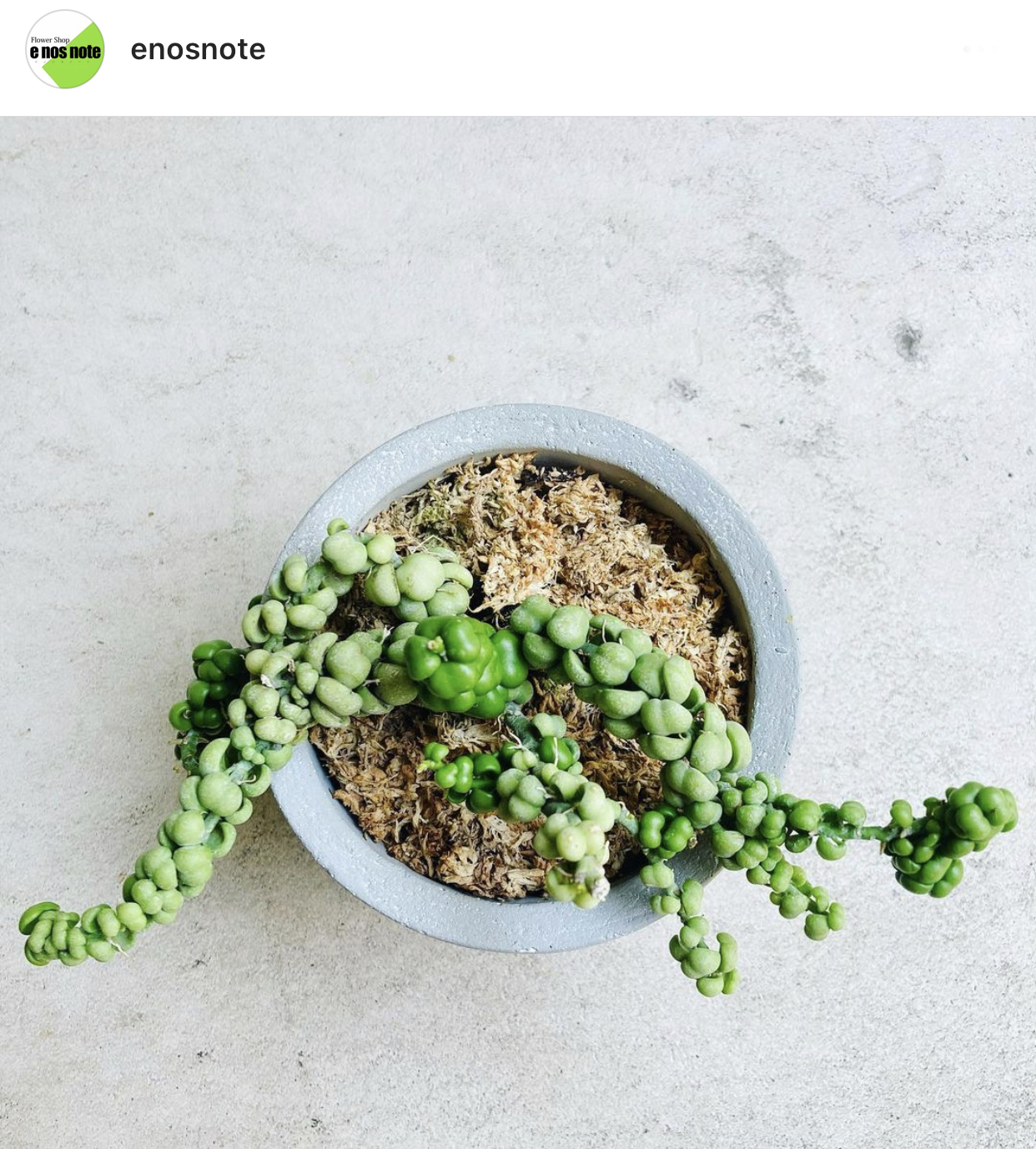 本日の植物🍃