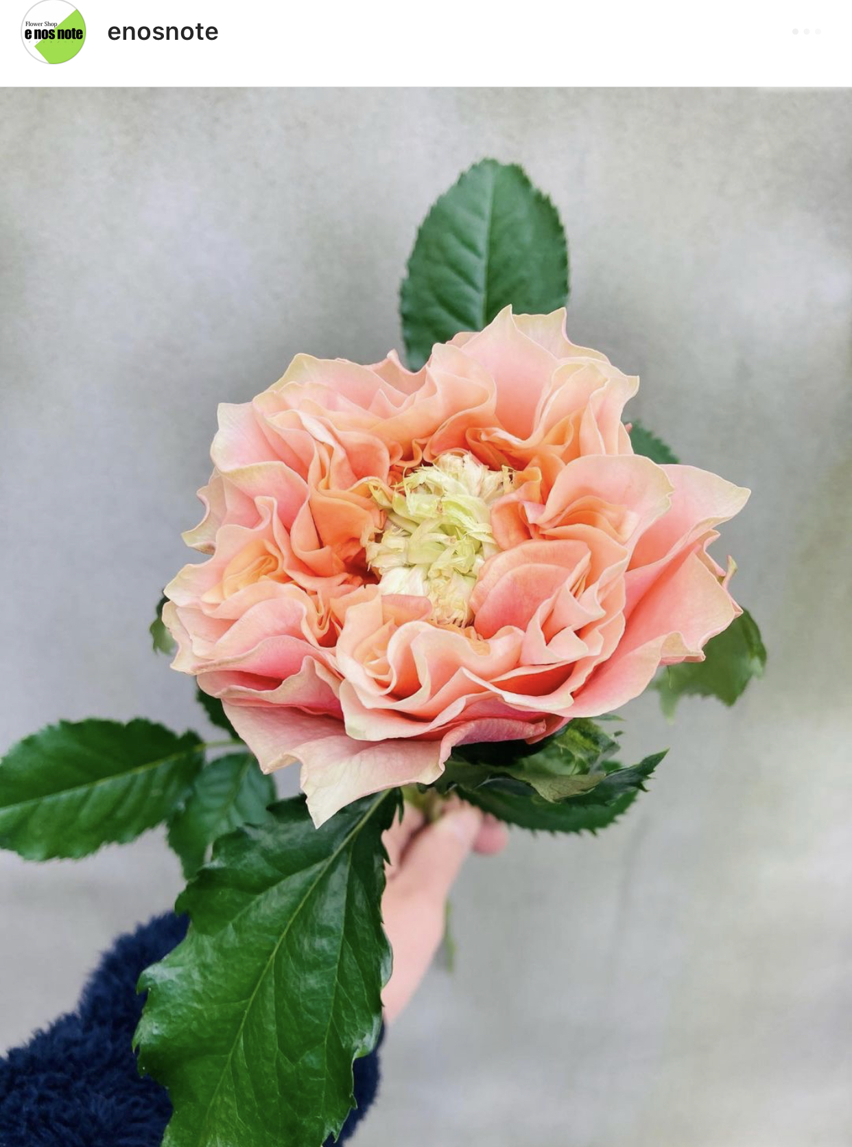 今日のお花🌼 バラ　フォセット