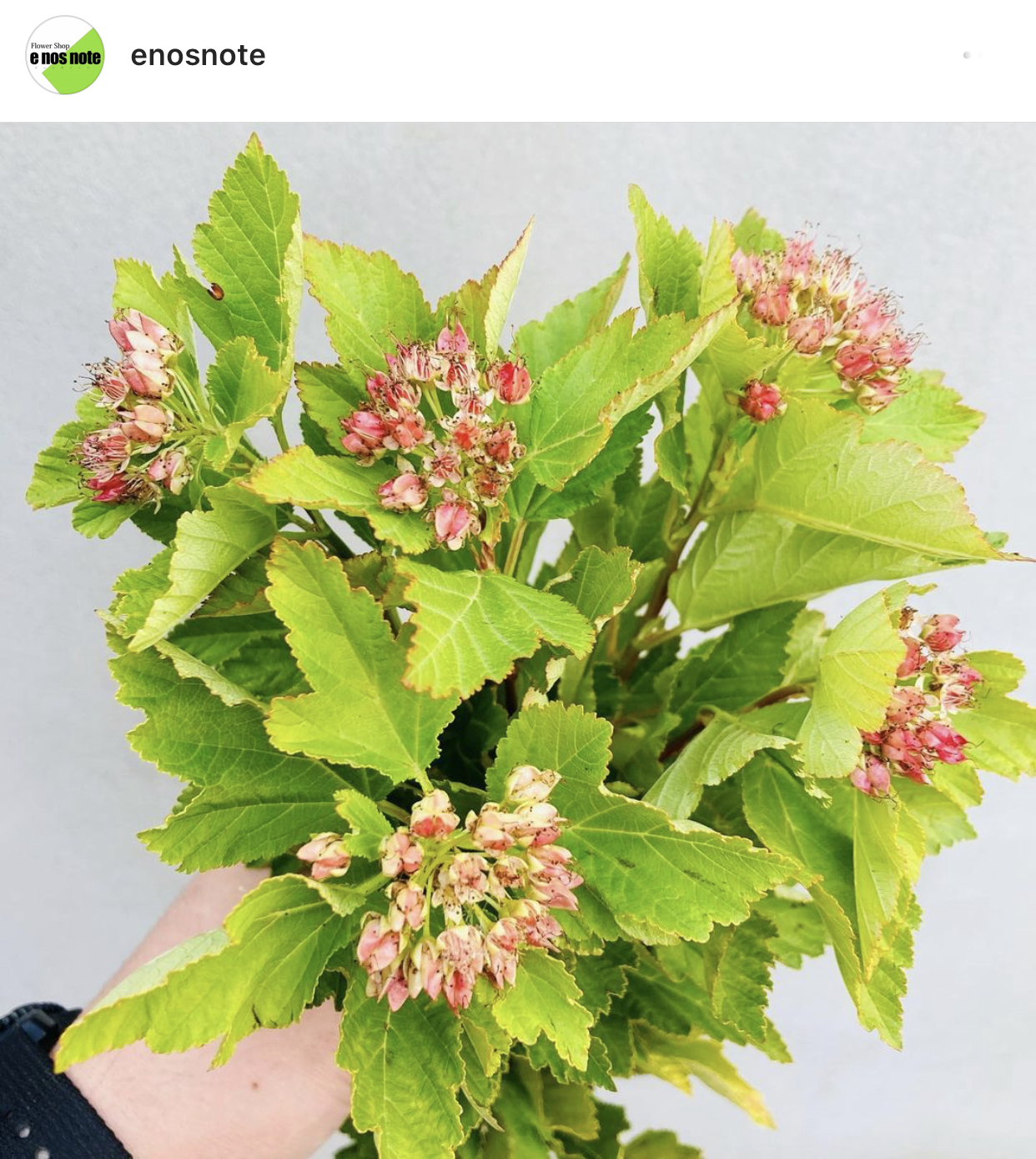 本日のお花🌼 ルテウス　フィソカルパス