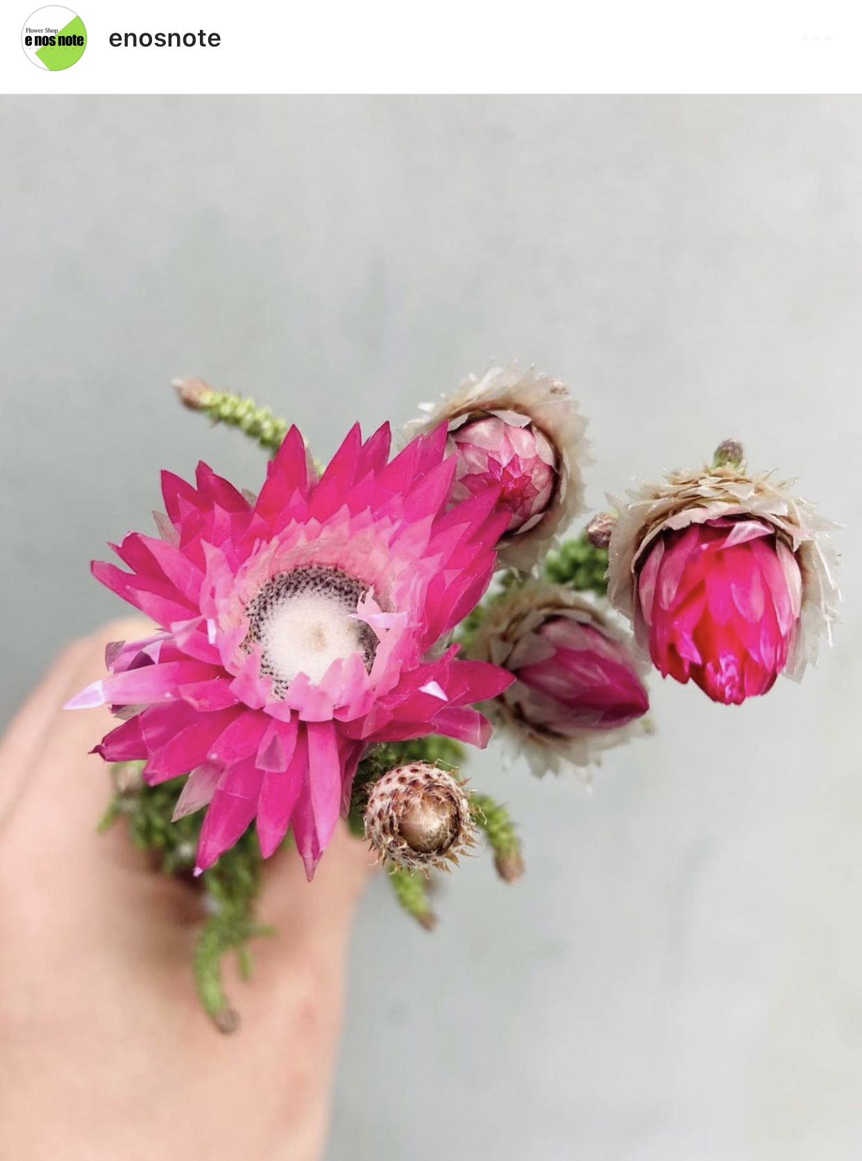 今日のお花🌼  フェノコマ