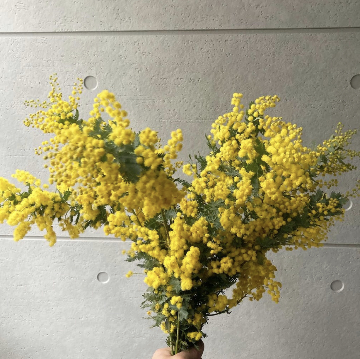 ショップで人気のお花です^^
