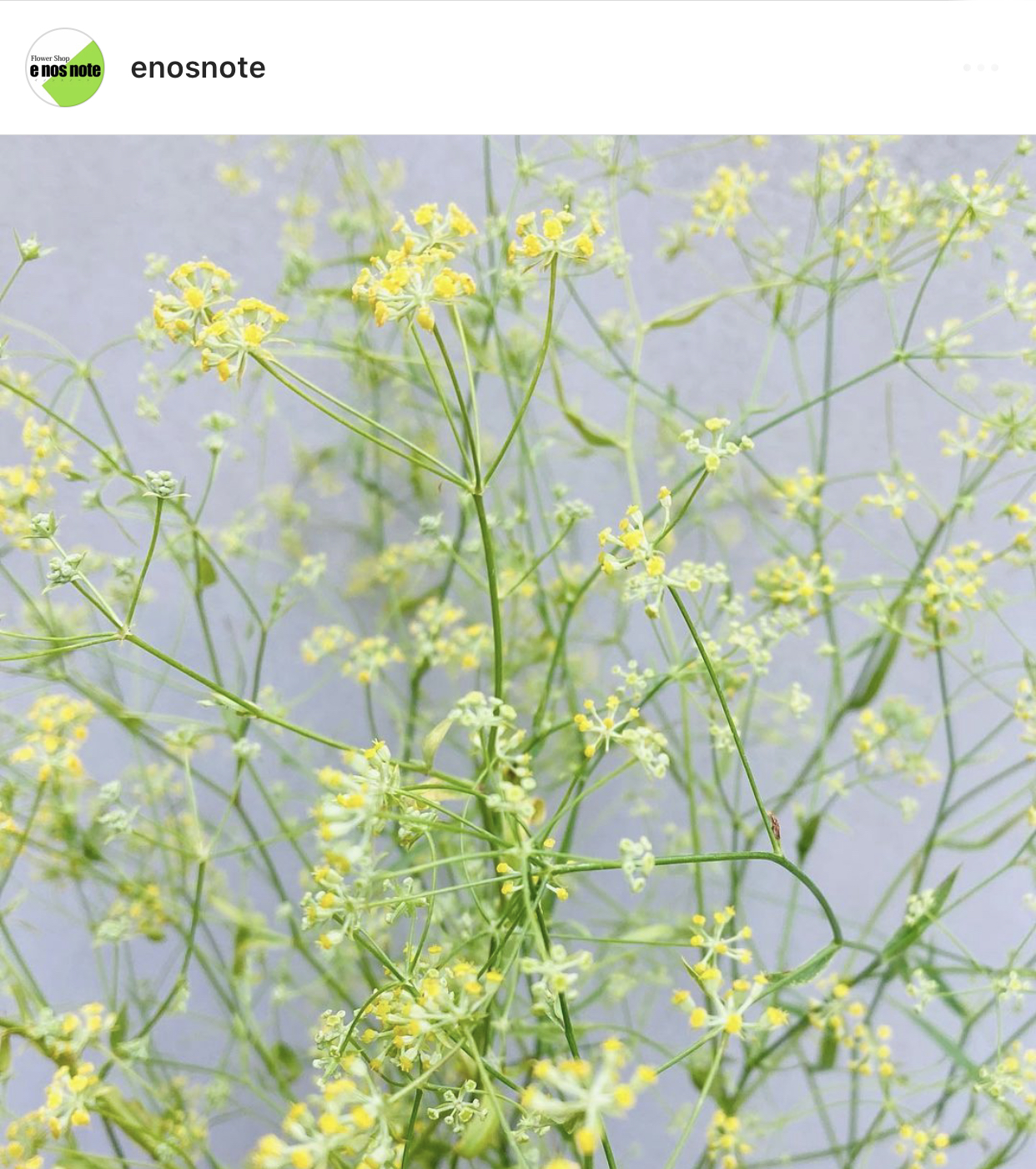 今日のお花🌼  ミシマサイコ