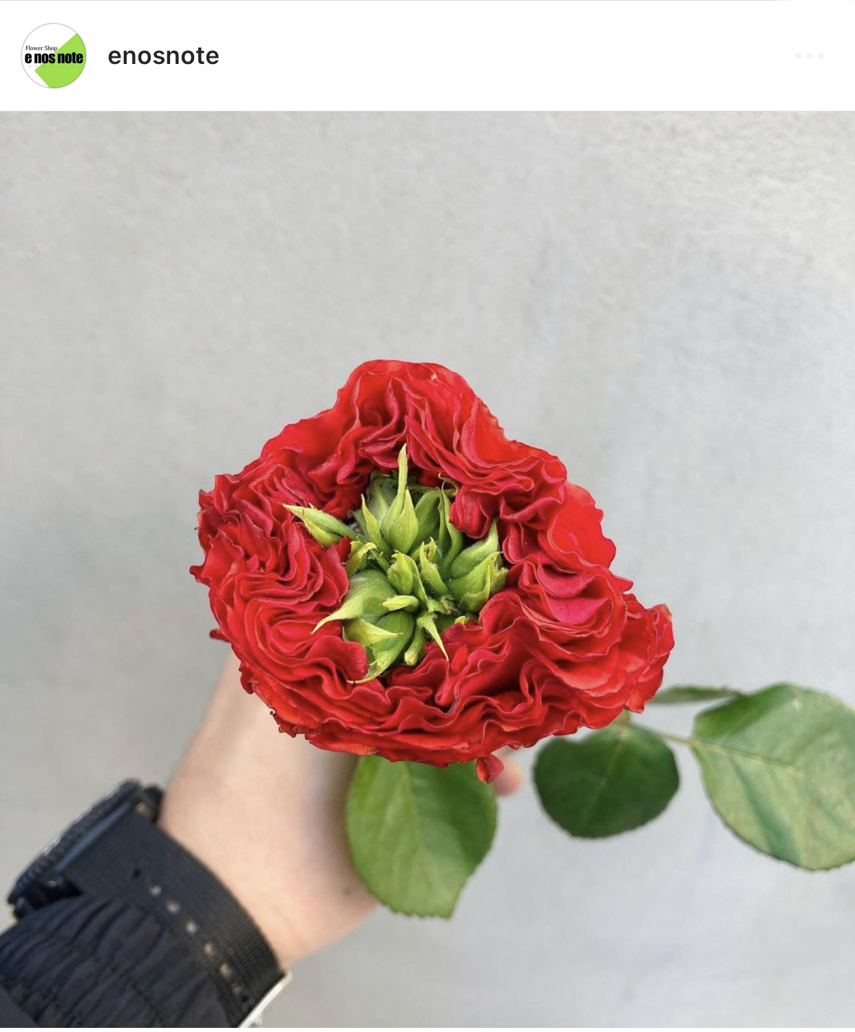 今日のお花🌼  バラ　レッドワン