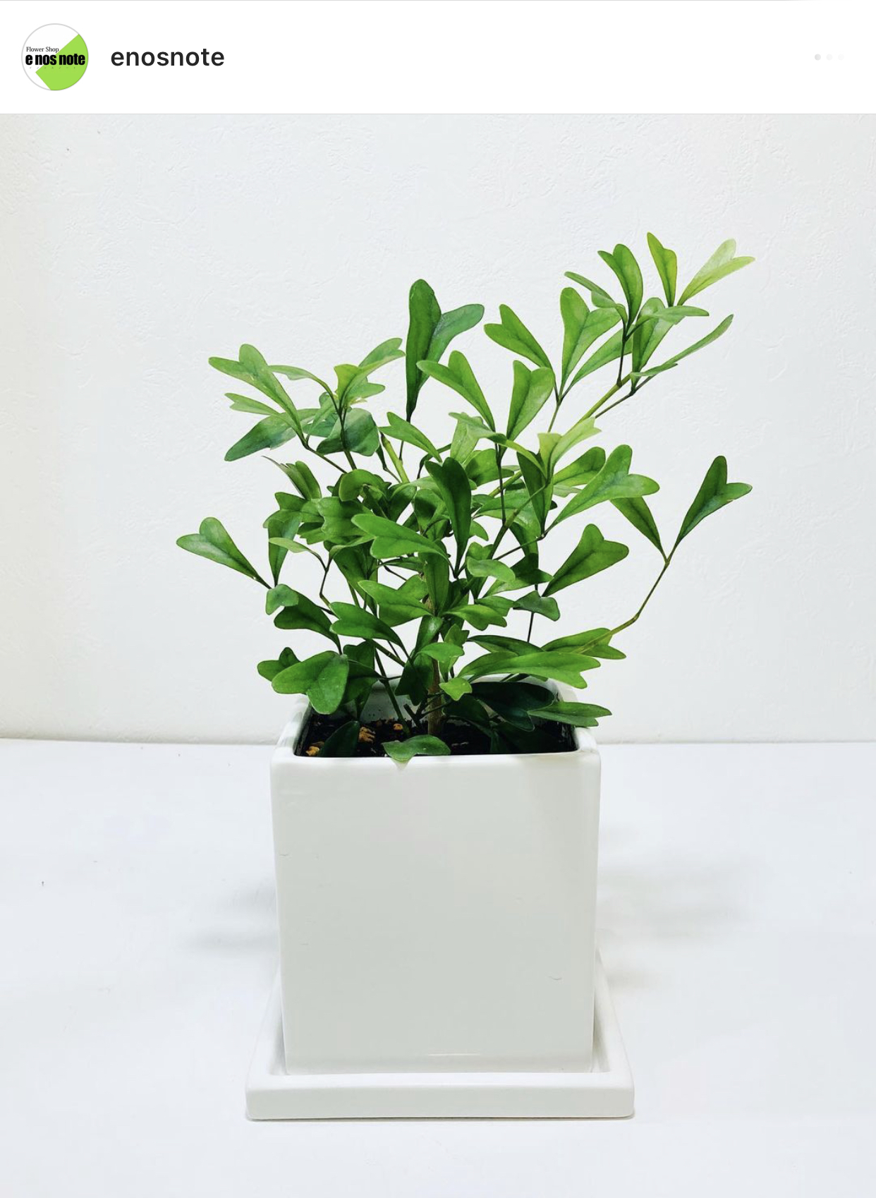 今日の植物🍀  シェフレラ　トライアンギュラリス