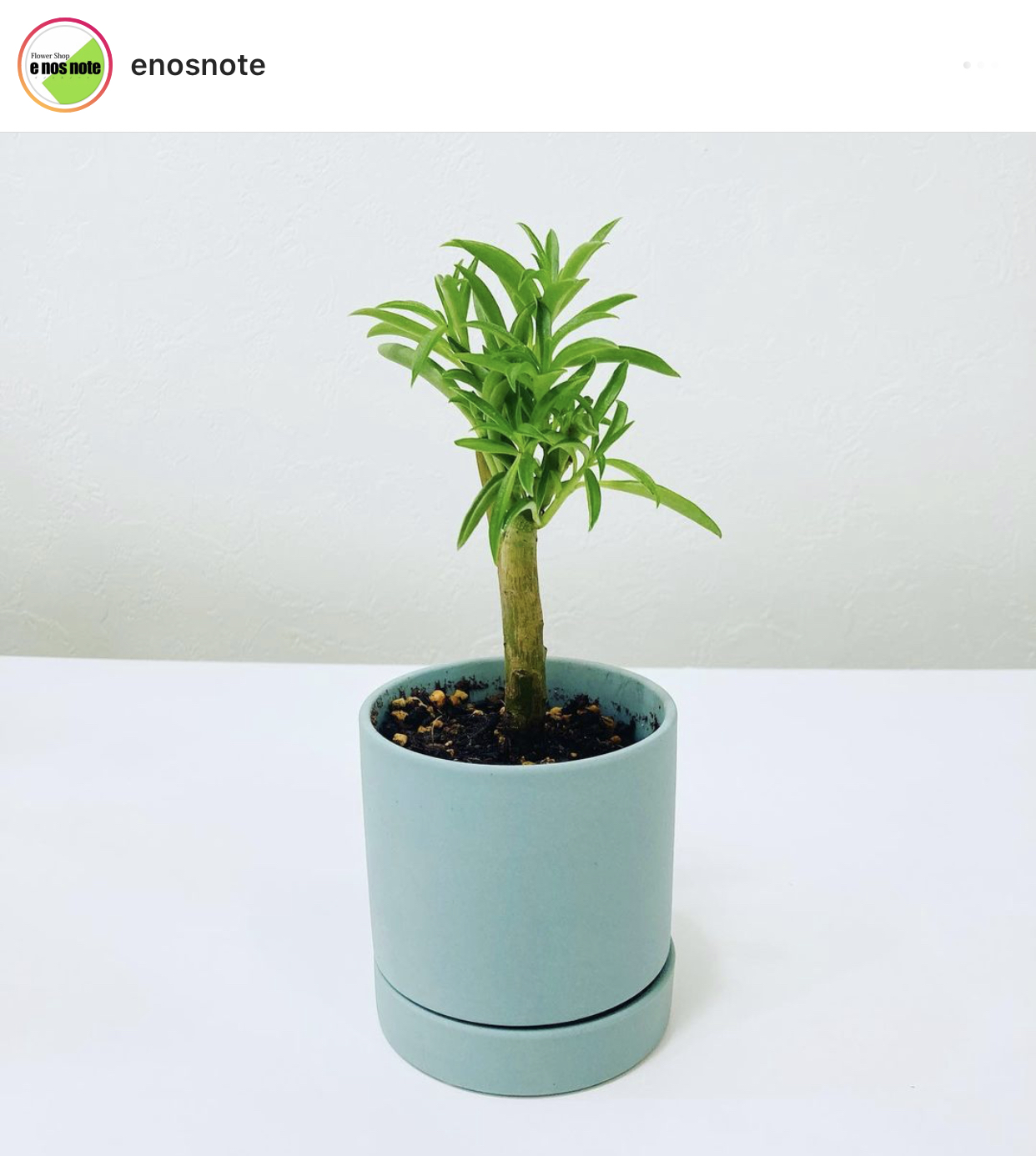 本日の植物🍃 ペペロミア　ハッピービーン