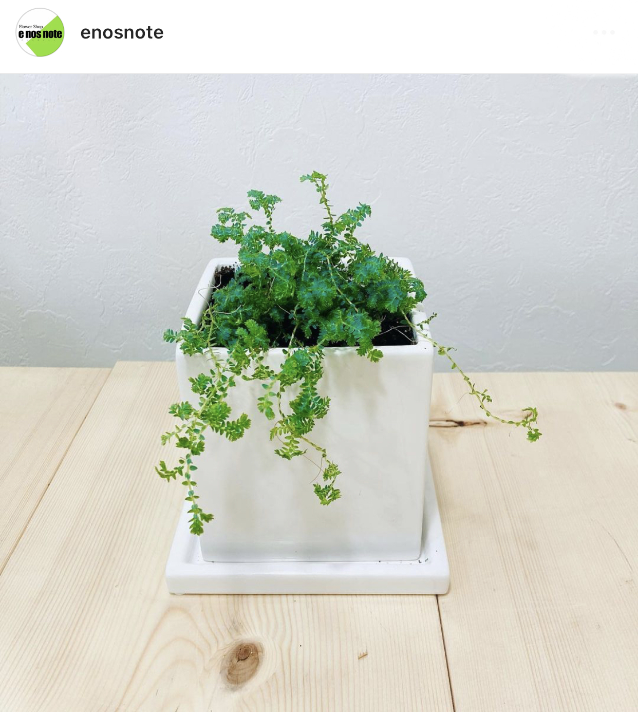 今日の植物🍃レインボーファン