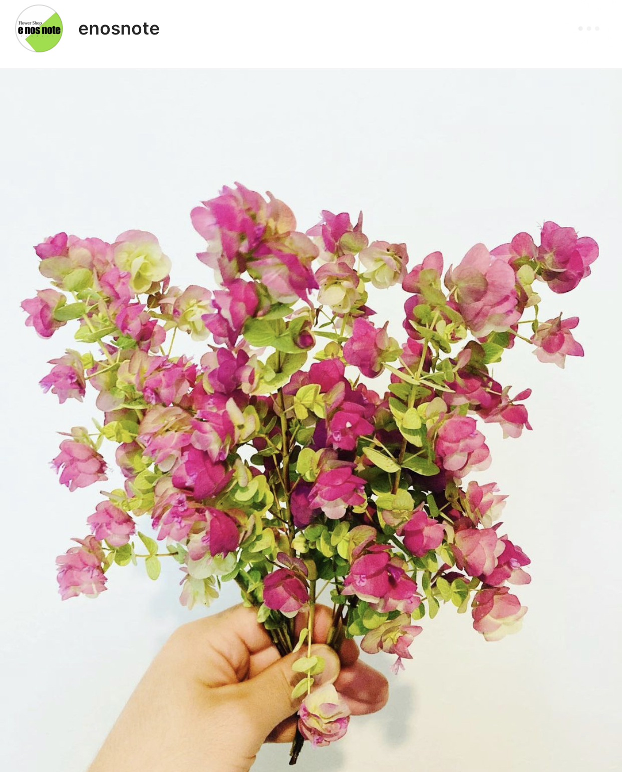 今日のお花🌼  オレガノ　ユノ
